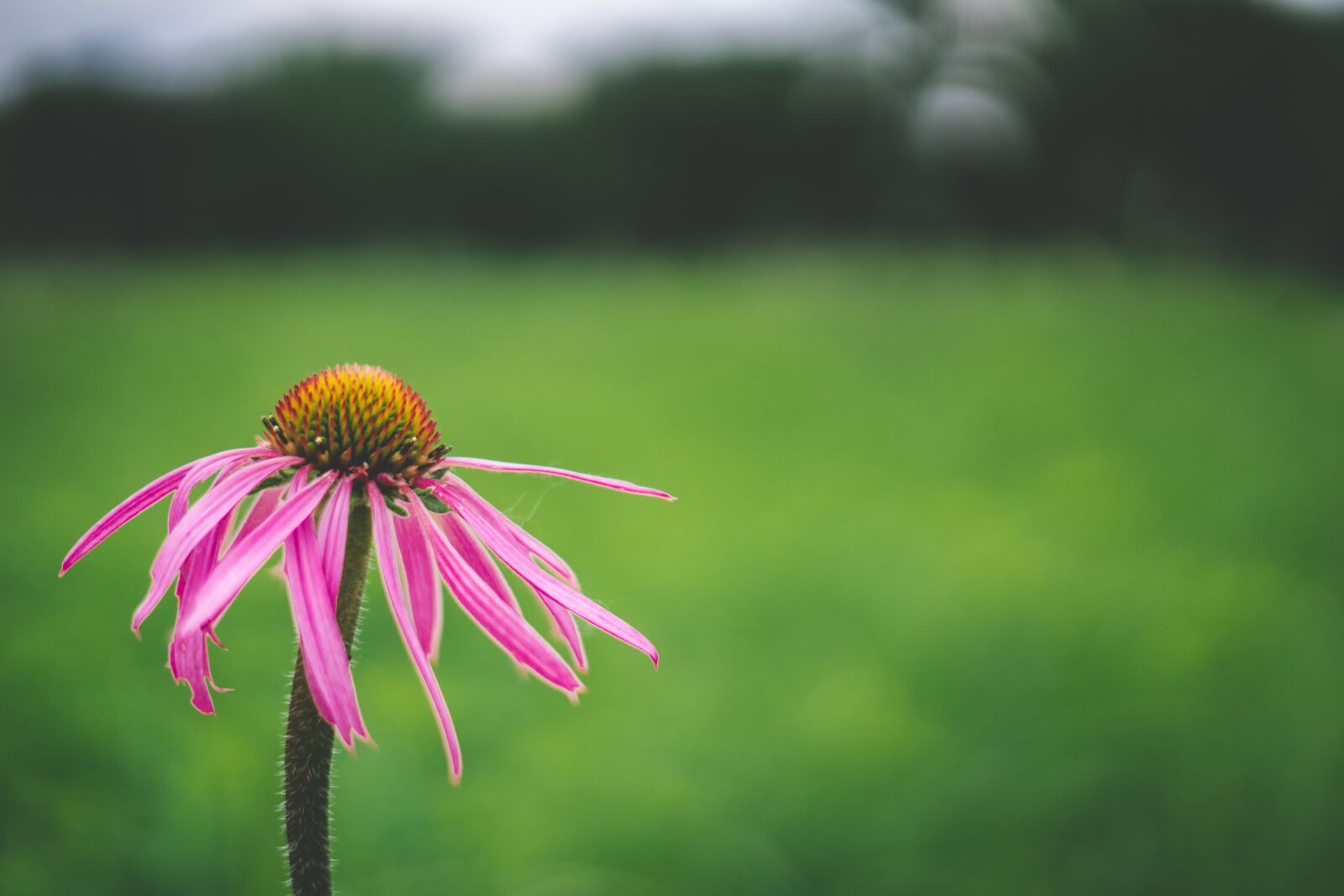 Sony a7R II + Sony FE 50mm F1.8 sample photo. Flower, pink, nature photography
