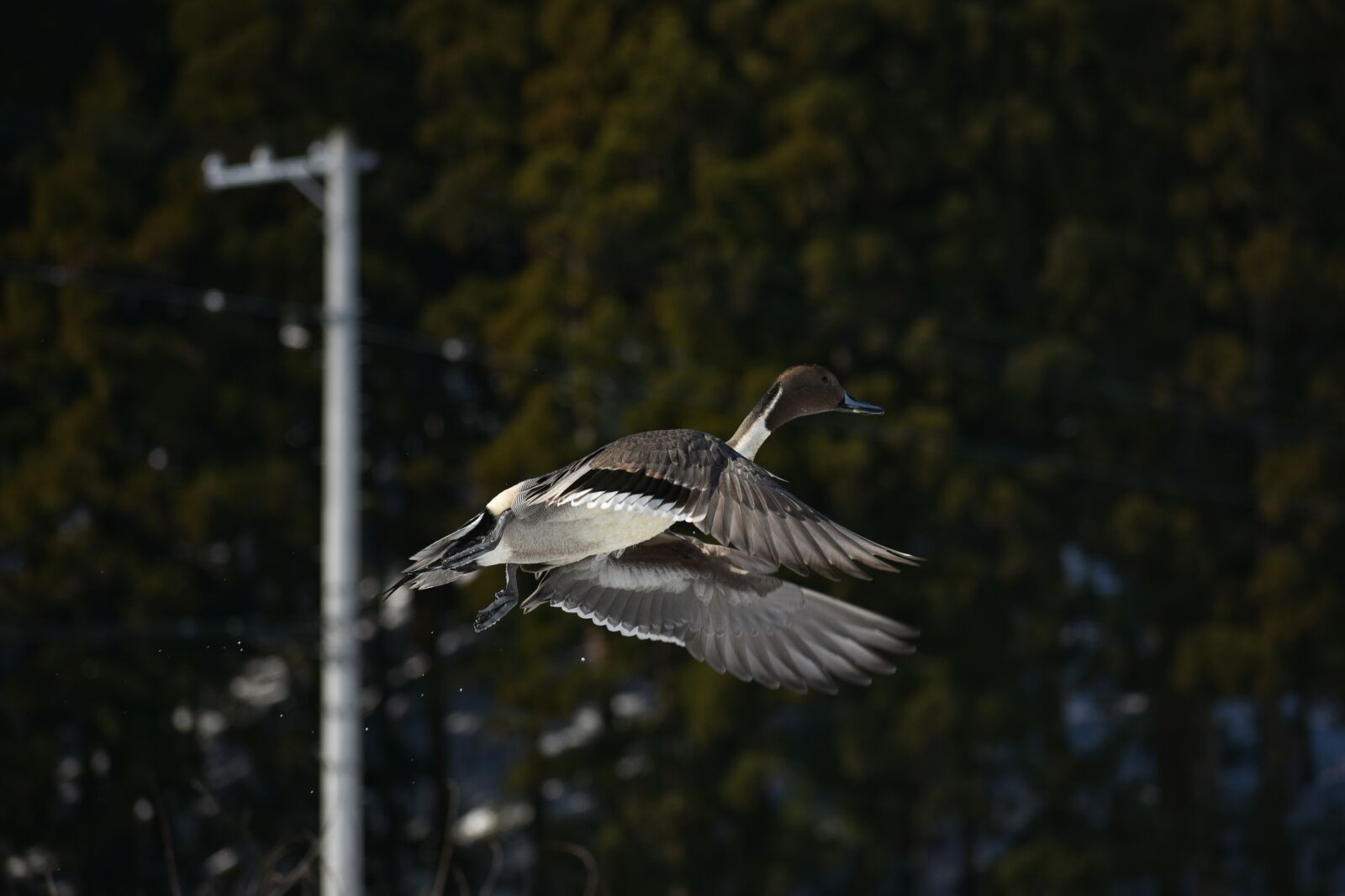 Nikon D7200 sample photo. Animal, bird, wild birds photography
