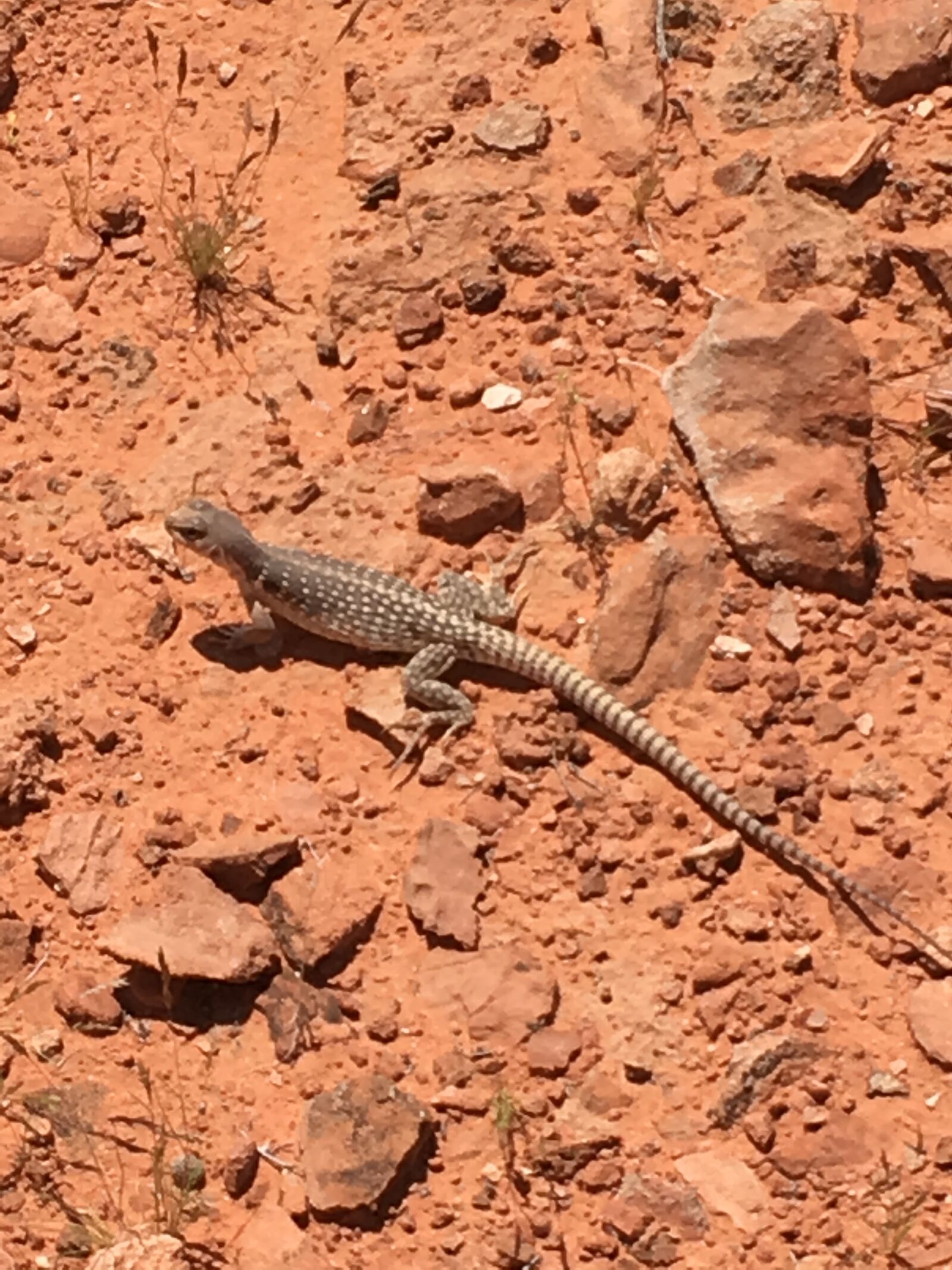 iPhone SE back camera 4.15mm f/2.2 sample photo. Desert, lizard, reptile photography