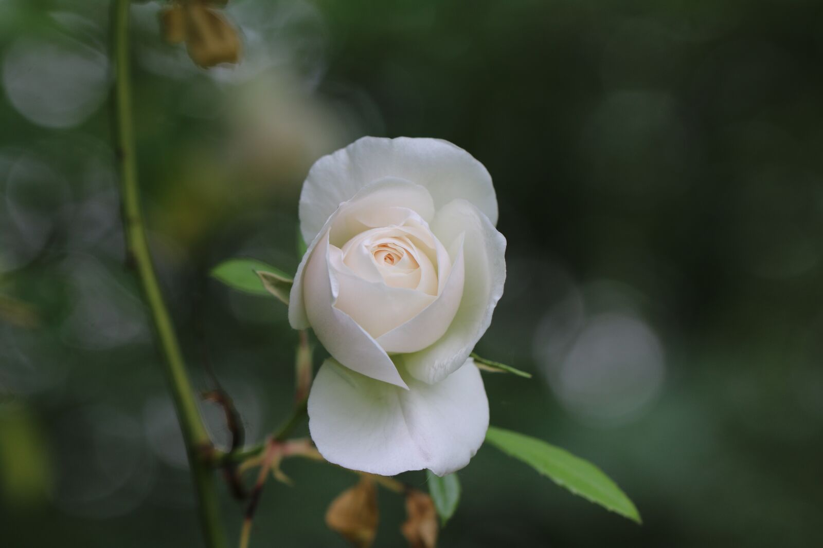 Canon EOS 70D sample photo. Pink, rosebush, flower photography