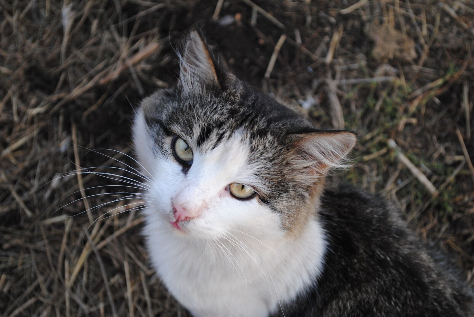 Nikon D3000 sample photo. Cute, animals, nature photography