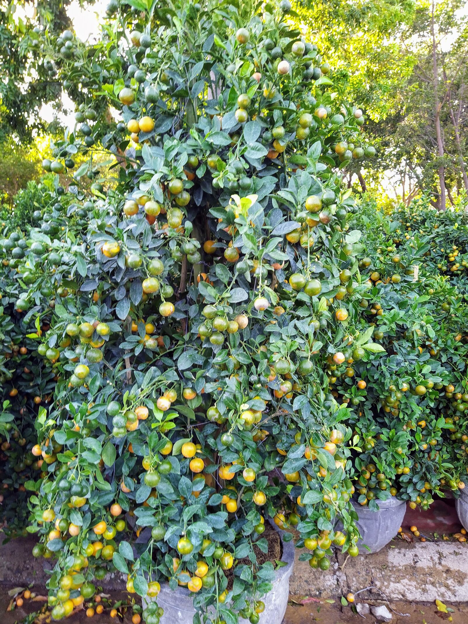 HMD Global Nokia 7.2 sample photo. Ornamental trees, new year photography