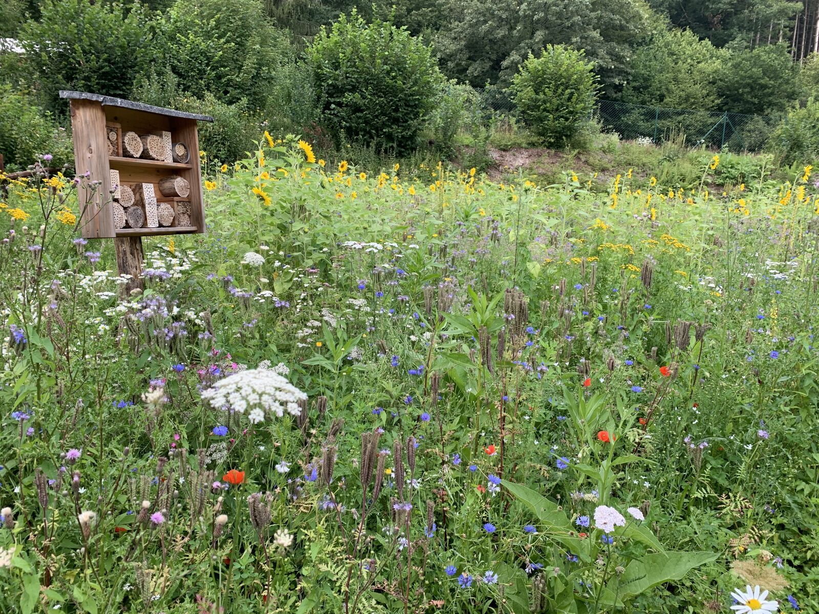 iPhone XR back camera 4.25mm f/1.8 sample photo. Bergisches land, hiking, bee photography