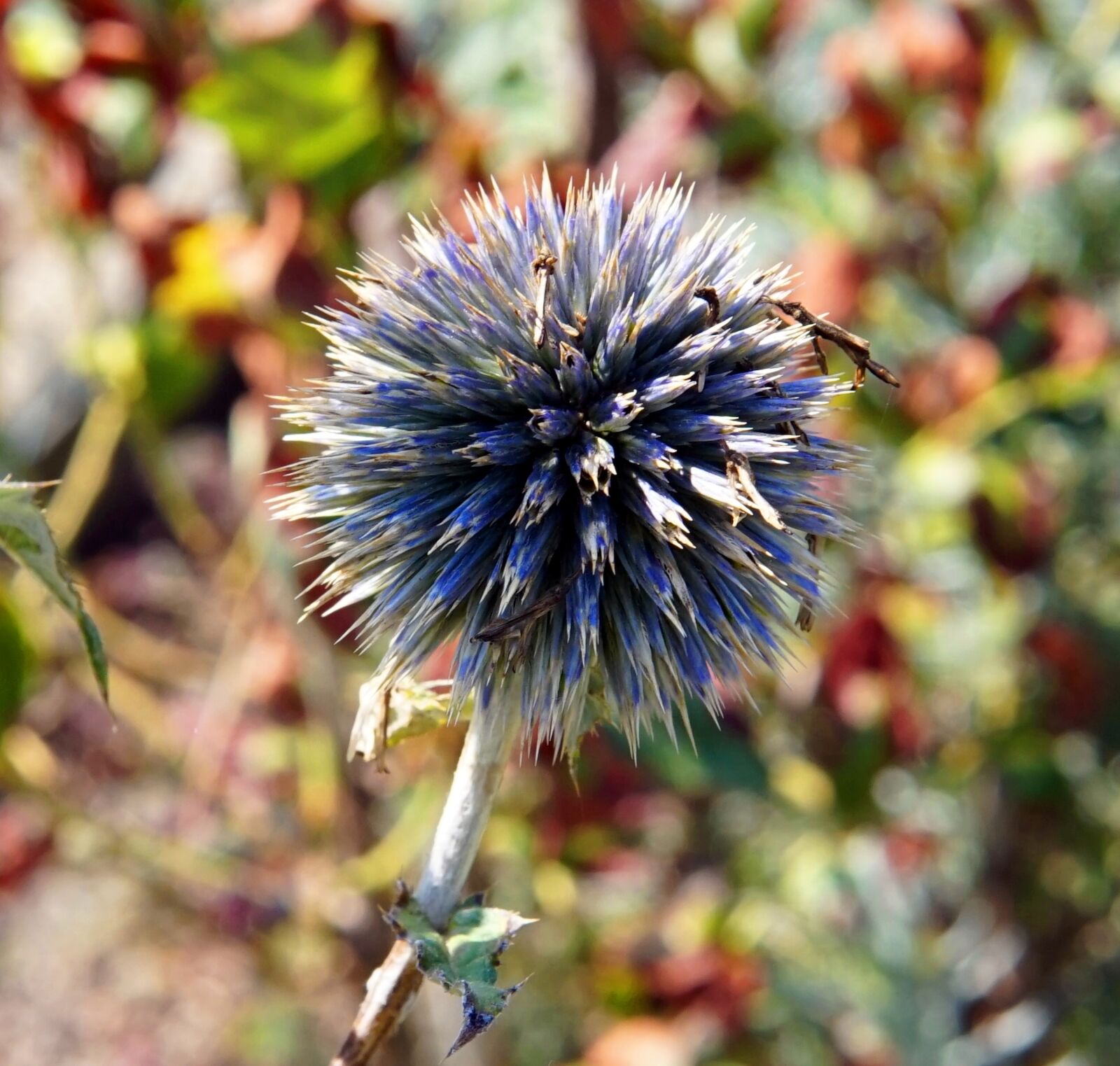 Sony Alpha a5000 (ILCE 5000) + Sigma 30mm F1.4 DC DN | C sample photo. Thistle, flower, nature photography