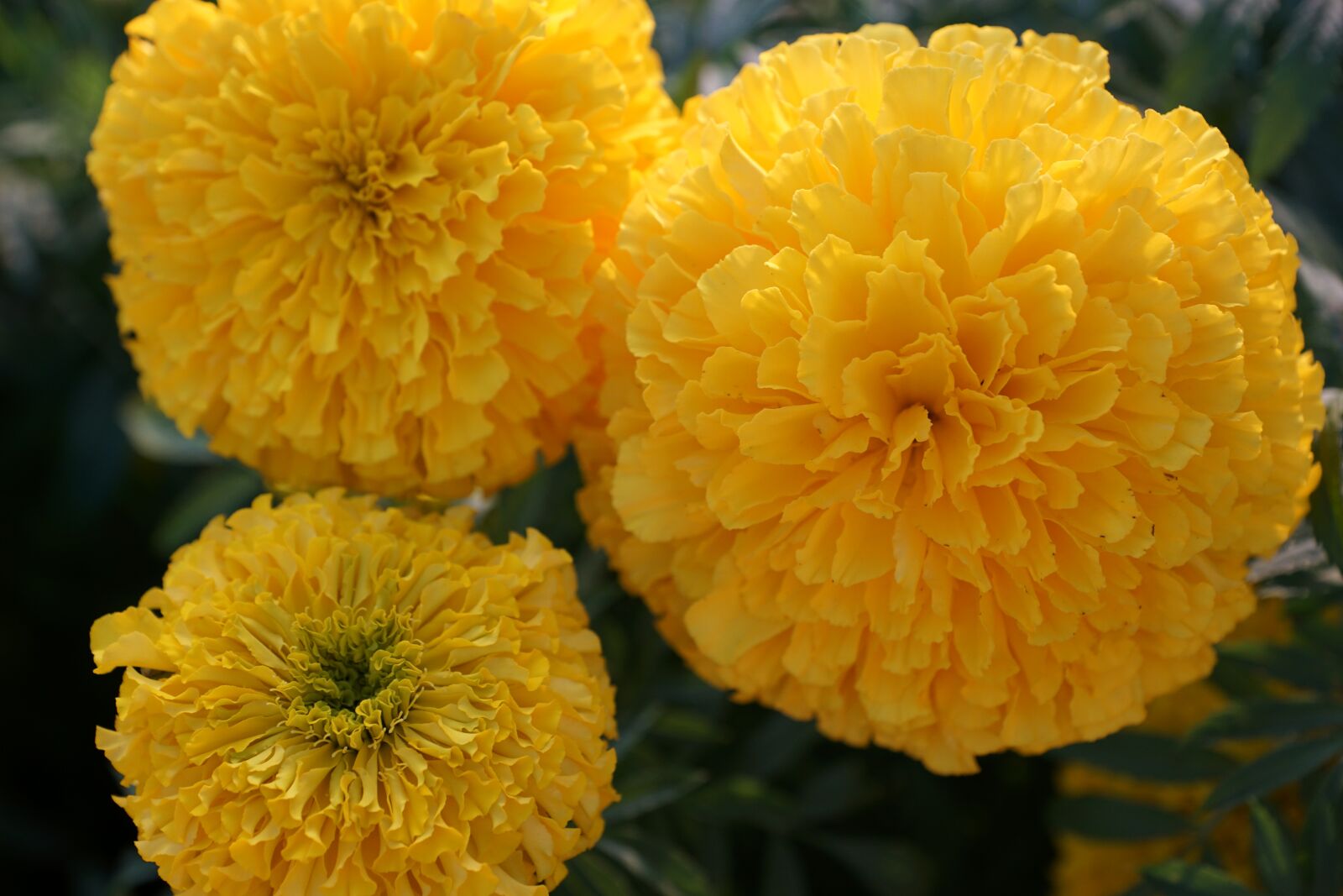 Sony ILCA-77M2 + Sony DT 16-50mm F2.8 SSM sample photo. Flower, yellow, orange photography