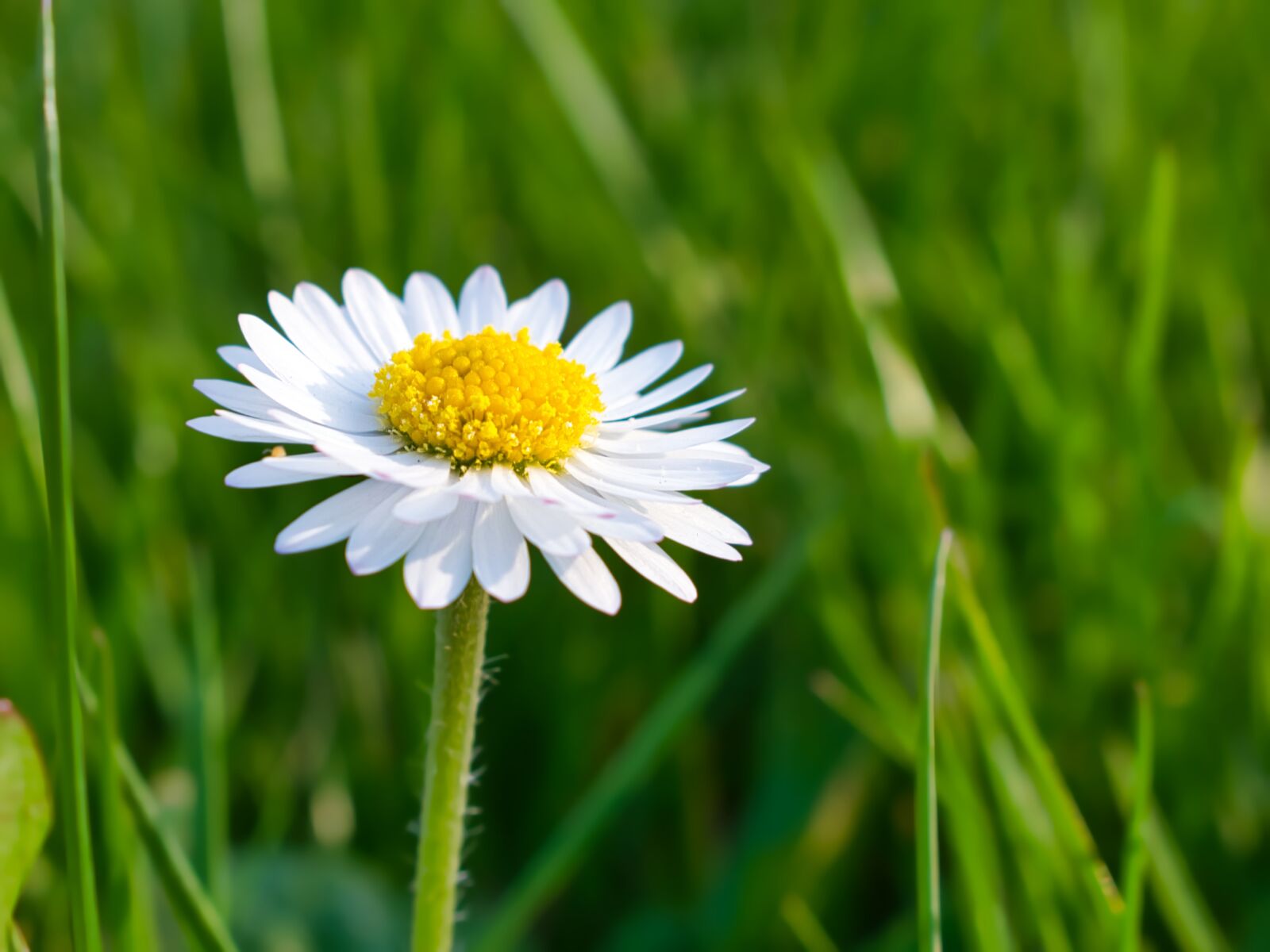 Nikon D3400 sample photo. Daisy, single, flower photography
