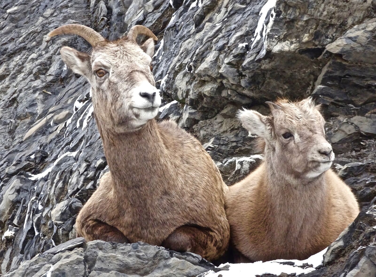 Sony Cyber-shot DSC-HX90V sample photo. Sheep, longhorn, canadian photography