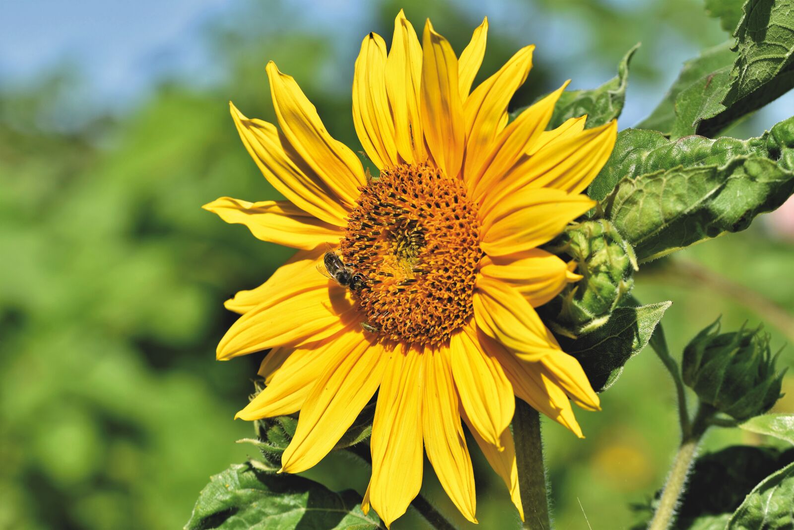Nikon D7200 sample photo. Sunflower, blossom, bloom photography