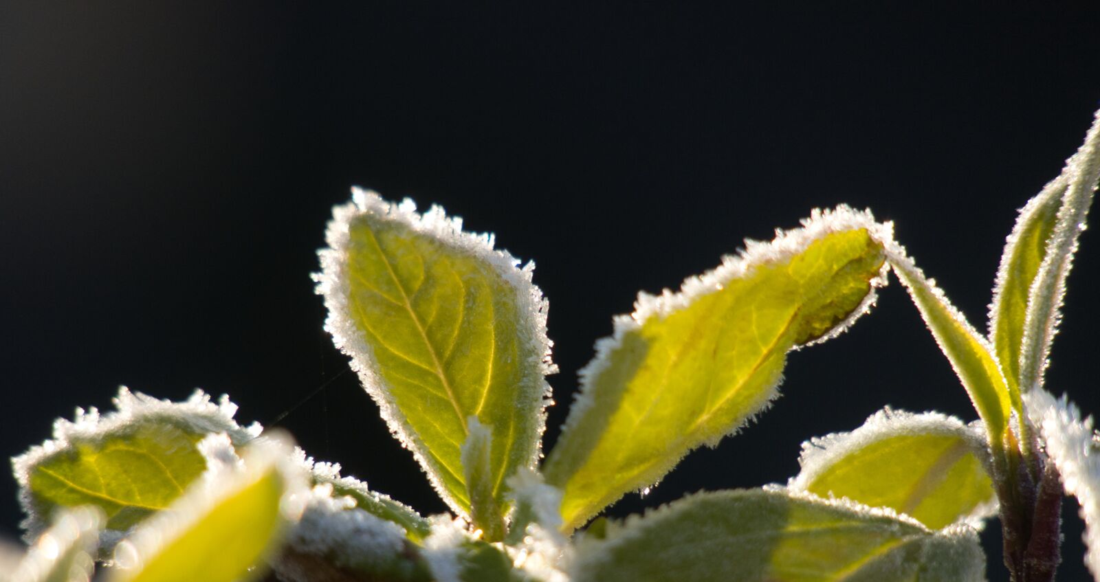 Canon PowerShot G3 X sample photo. Leaves, hoarfrost, frost photography