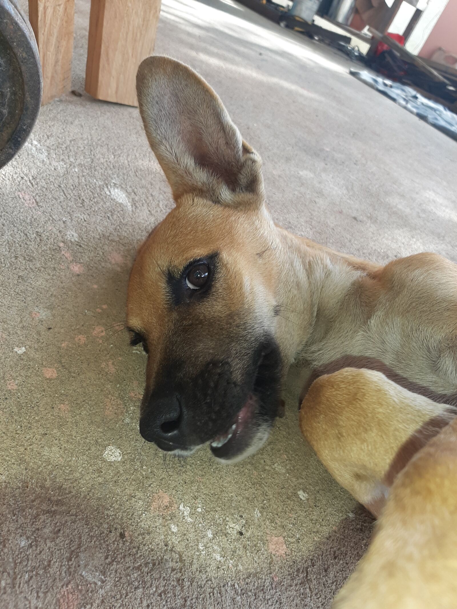 Samsung Galaxy A50 sample photo. Selfie, dog, animal photography