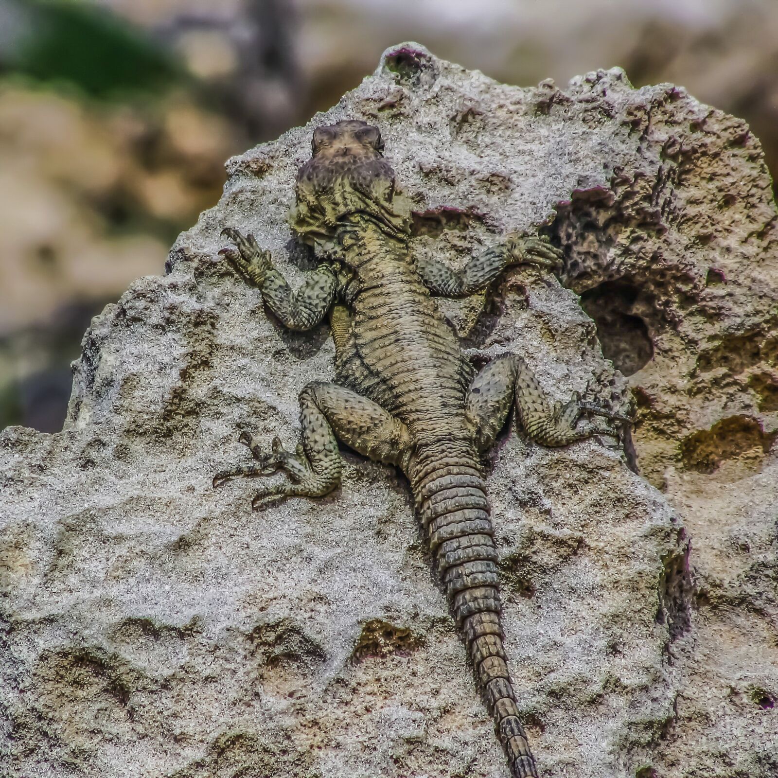 Canon PowerShot SX400 IS sample photo. Laudakia stellio cypriaca, kurkutas photography