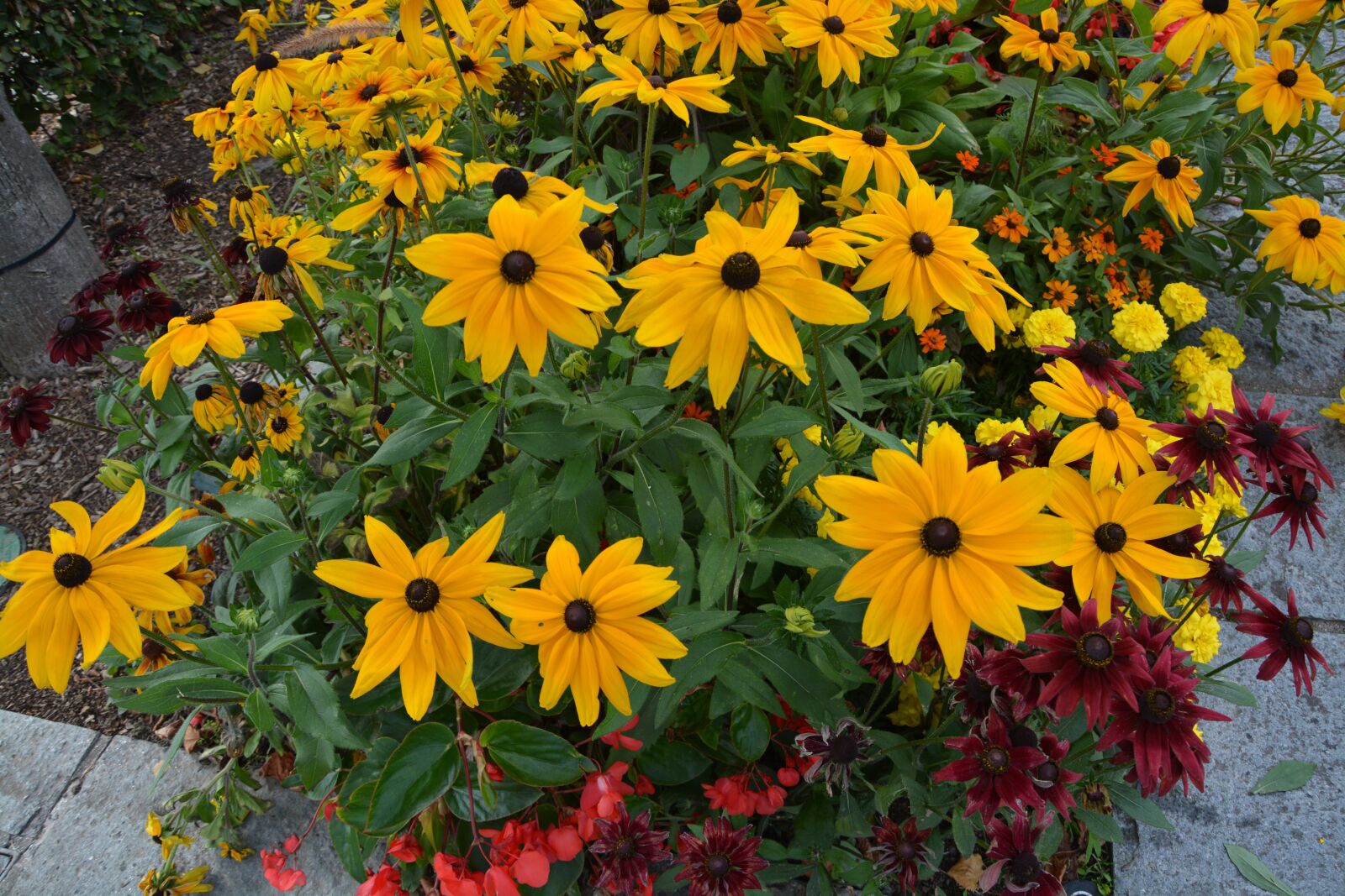 Nikon D5200 sample photo. Flowers, plants, massif photography