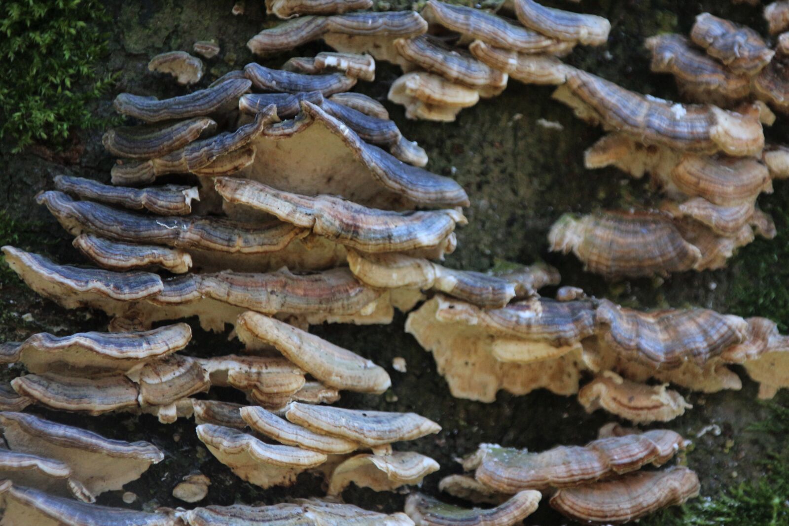 Canon EOS 700D (EOS Rebel T5i / EOS Kiss X7i) sample photo. Mushrooms, tree, forest photography