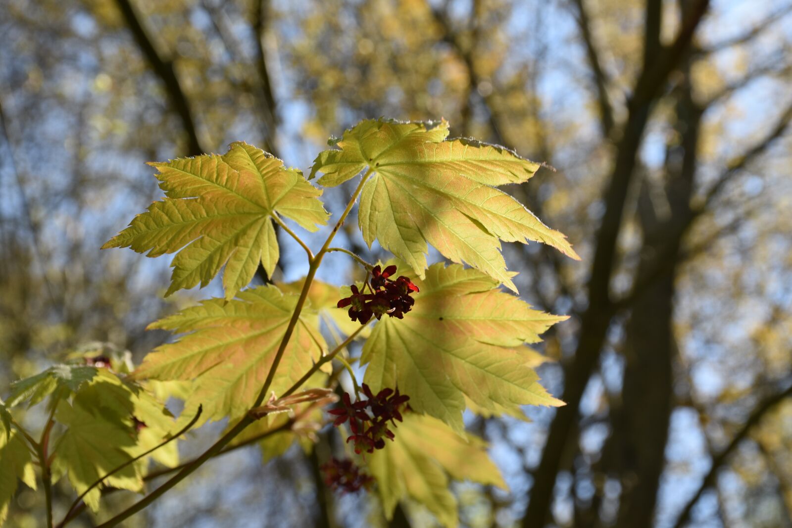 Nikon D5500 sample photo. Spring, tree, clone photography