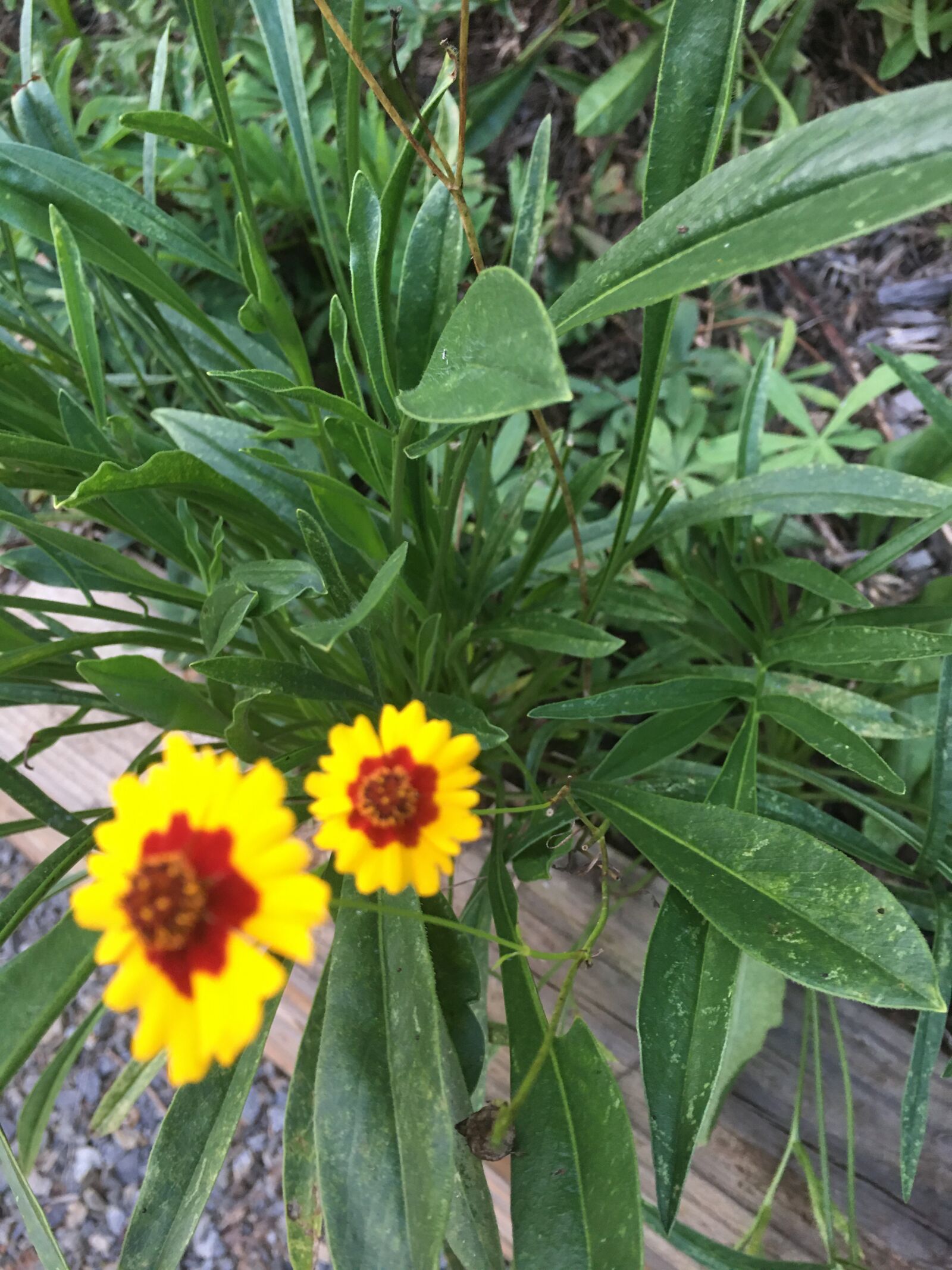 iPhone 6s Plus back camera 4.15mm f/2.2 sample photo. Yellow, garden, flowers photography