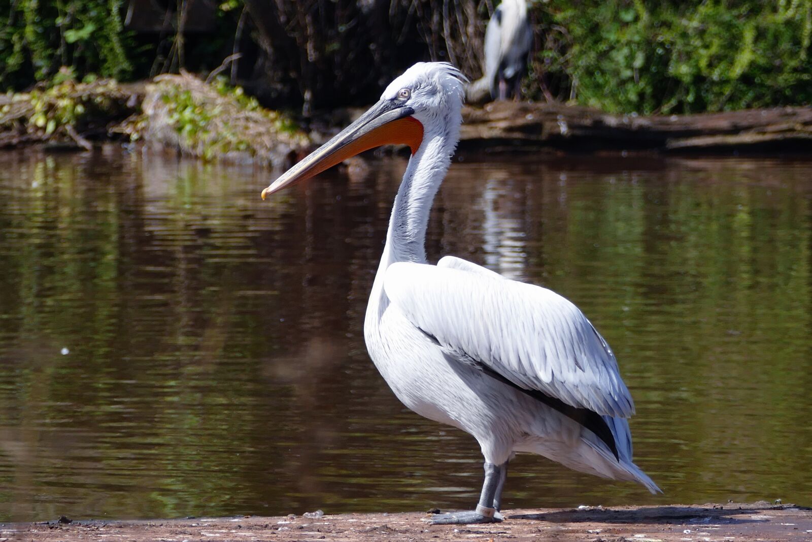 Panasonic Lumix DMC-FZ1000 sample photo. Bird, pelican, animal photography