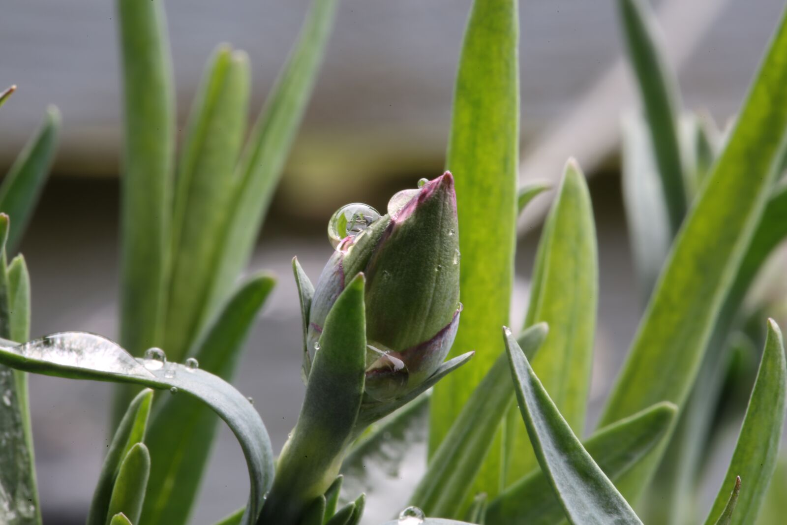 Canon EF 100mm F2.8L Macro IS USM sample photo. Plant, bud, dew photography
