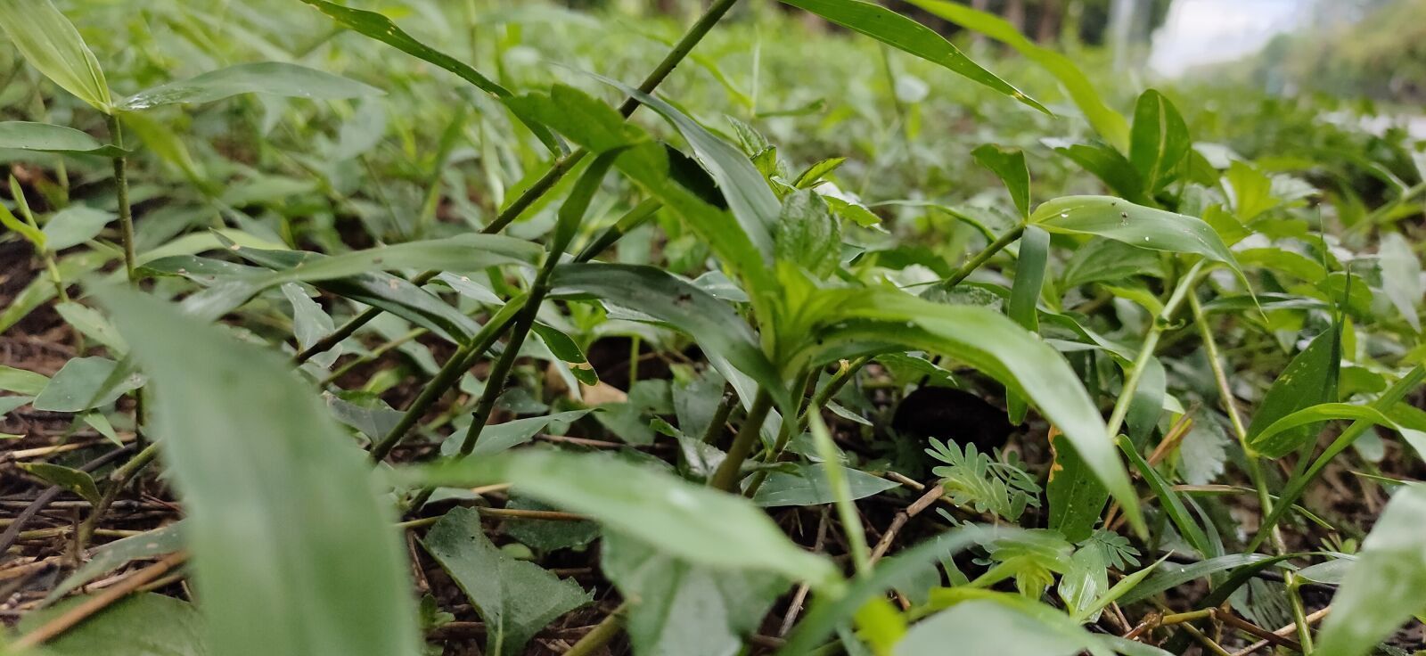 Realme 5 PRO sample photo. Life, intense, green photography