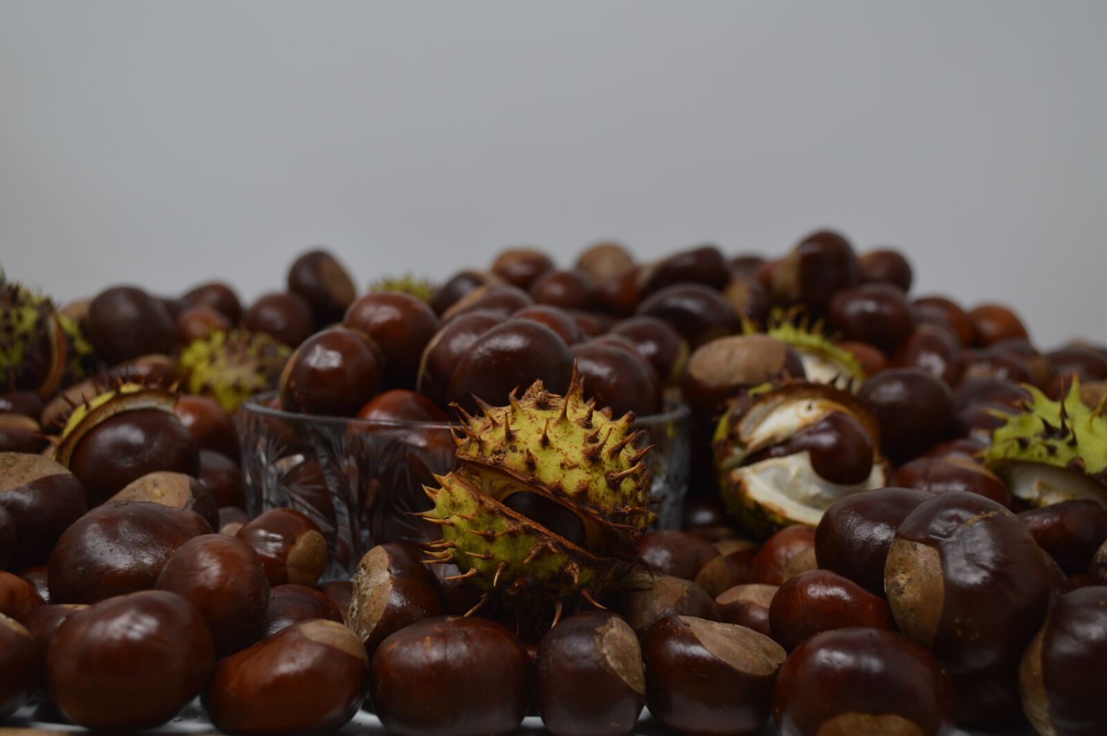 Nikon D3200 sample photo. Conker, conkers, horse chestnut photography
