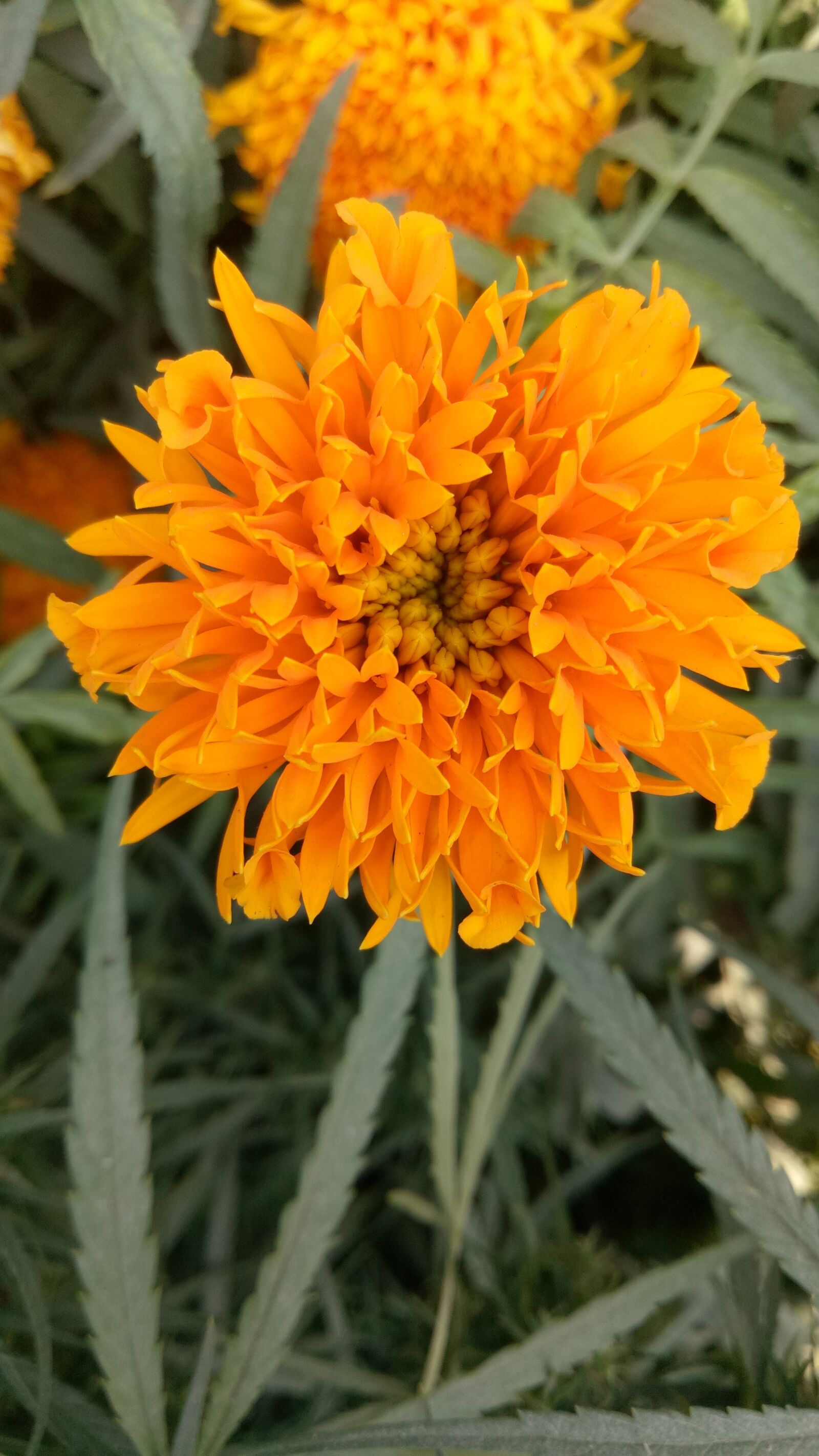 OPPO A1601 sample photo. Flora, flower, nature photography