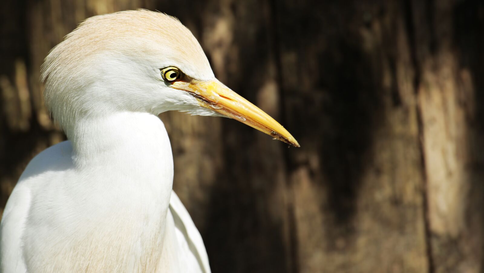 Canon EOS 100D (EOS Rebel SL1 / EOS Kiss X7) sample photo. Egret, animal, bird photography