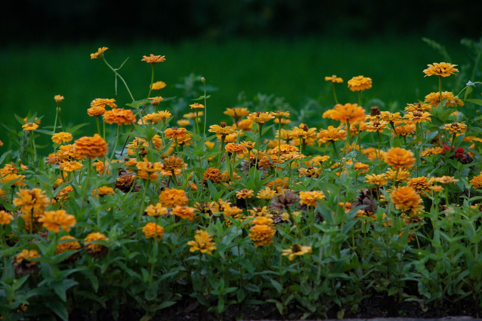 Minolta/Sony AF 70-200mm F2.8 G sample photo. Flower, garden, yellow photography
