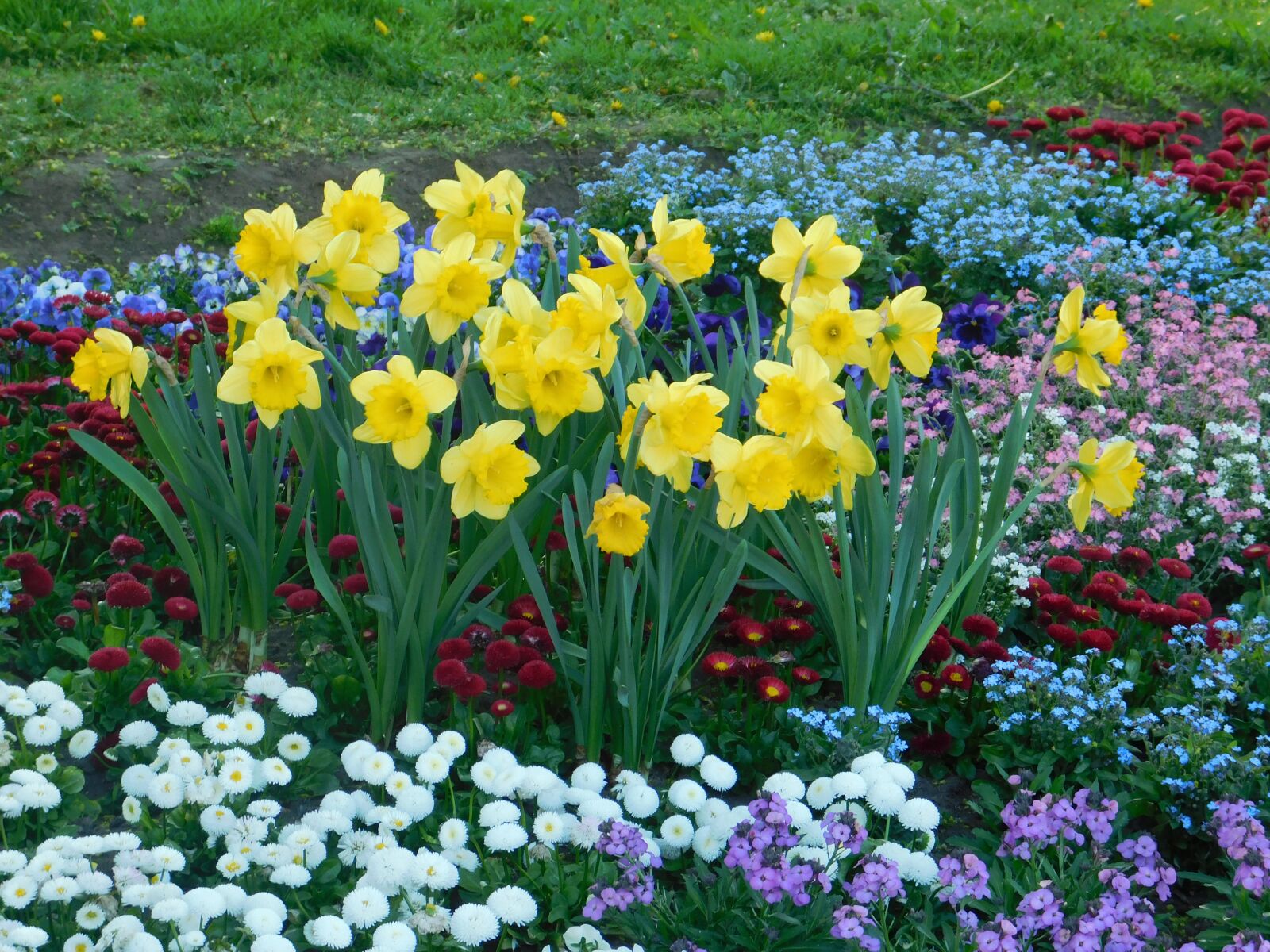 Nikon Coolpix B500 sample photo. Daffodil, spring, flowers photography