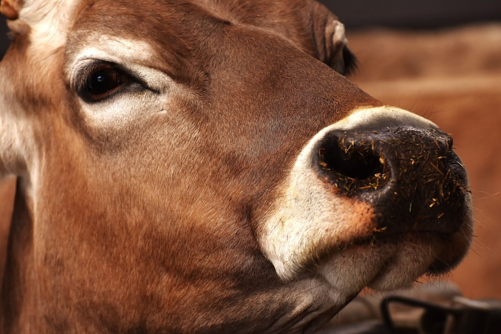 Nikon D7200 sample photo. Cow, farm animal, beef photography