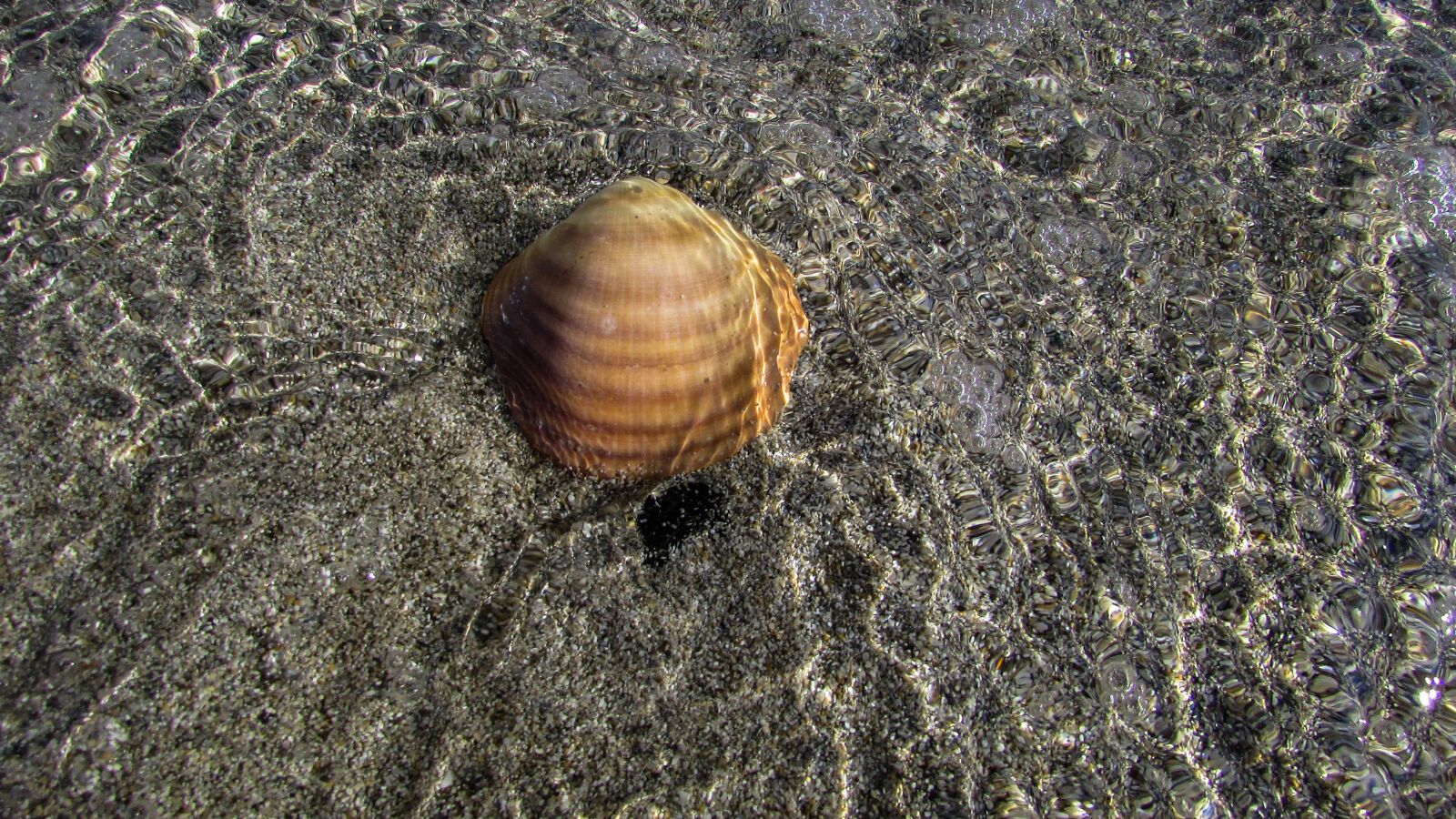 Canon PowerShot SX400 IS sample photo. Shell, beach, sea photography