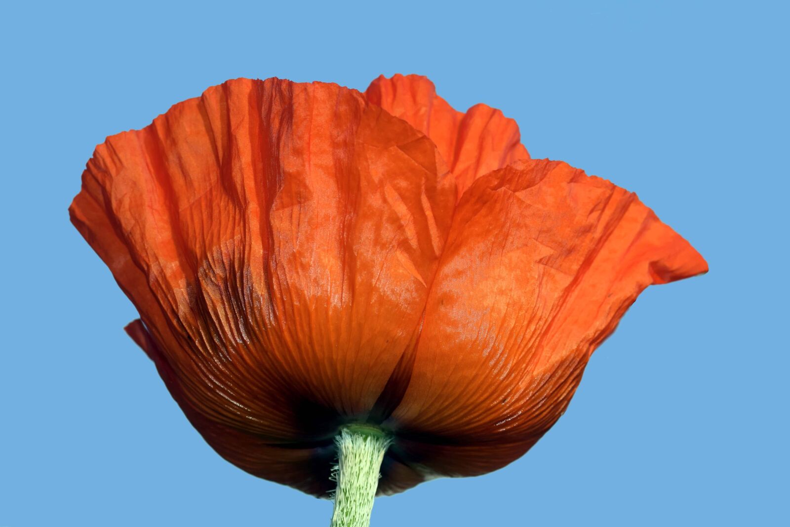 Nikon D3300 sample photo. Nature, opium poppy, blue photography