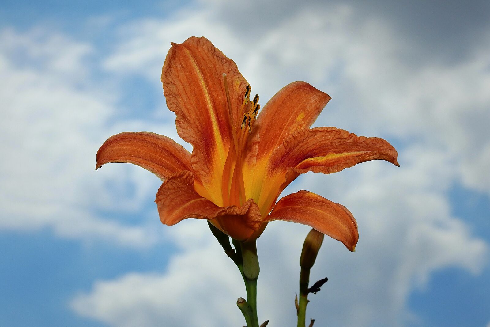 Nikon Coolpix P900 sample photo. Flower, sky, clouds photography