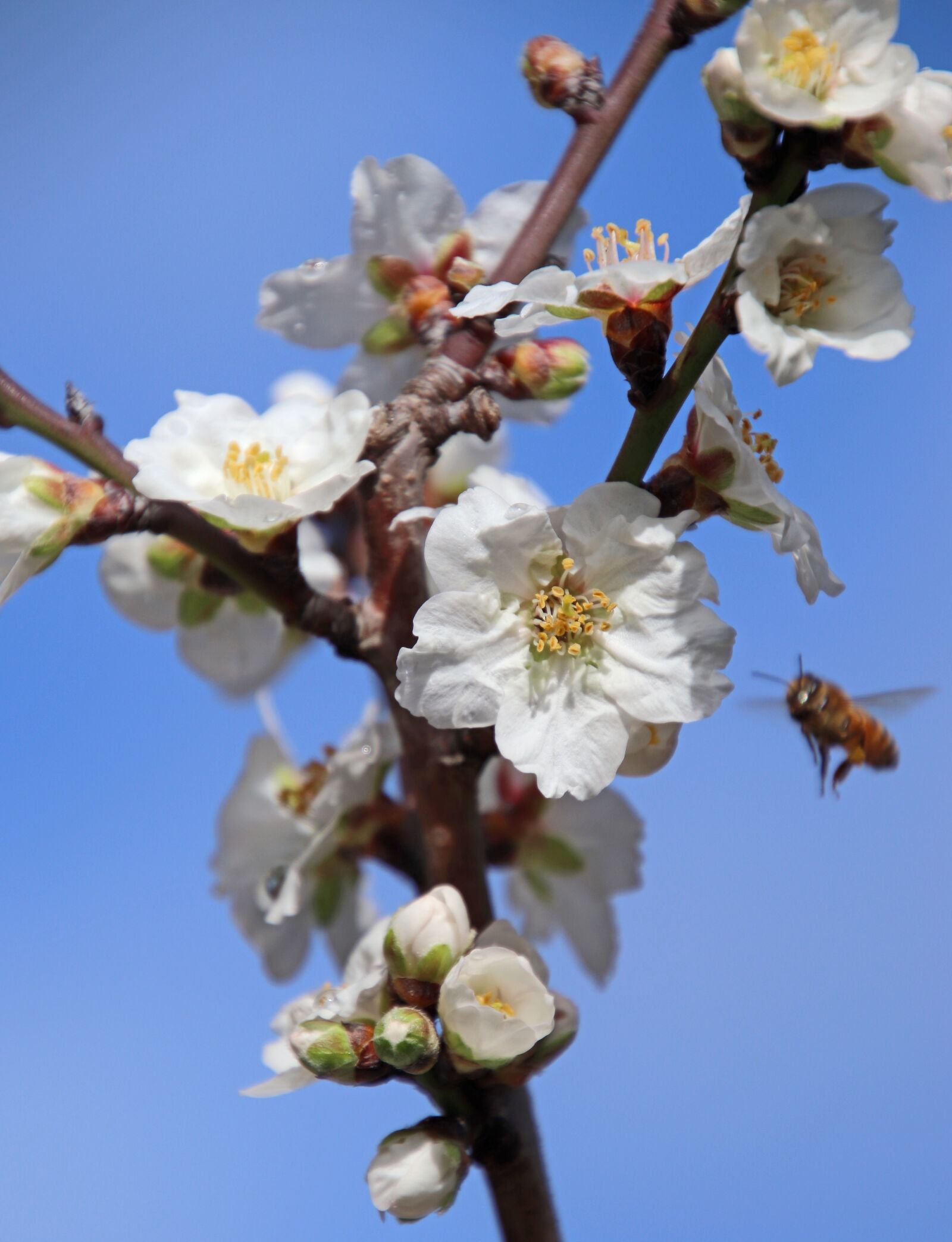 Tamron 18-400mm F3.5-6.3 Di II VC HLD sample photo. Flowers, almond, blossom photography
