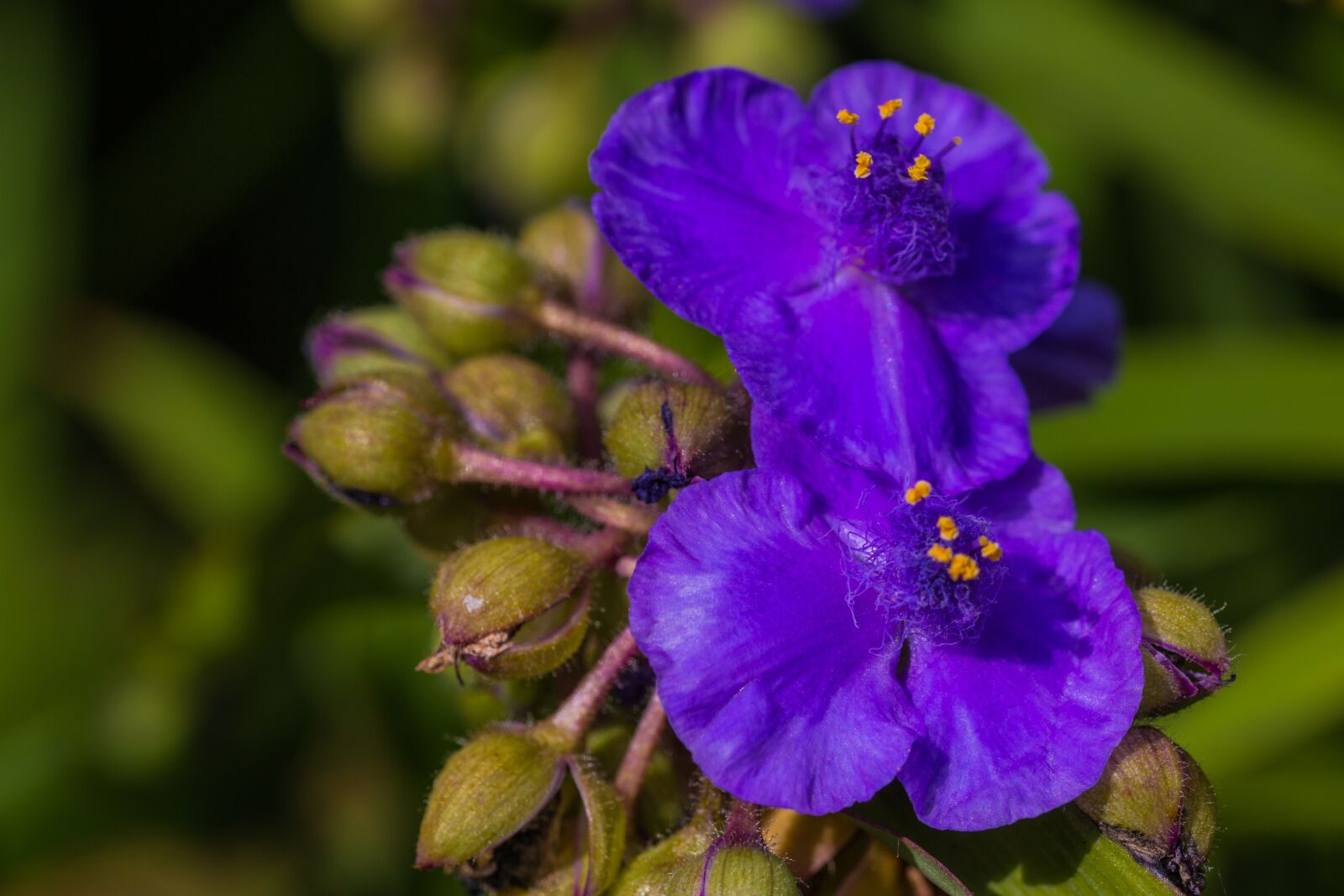 Canon EOS 70D sample photo. Flower, blue, blossom photography