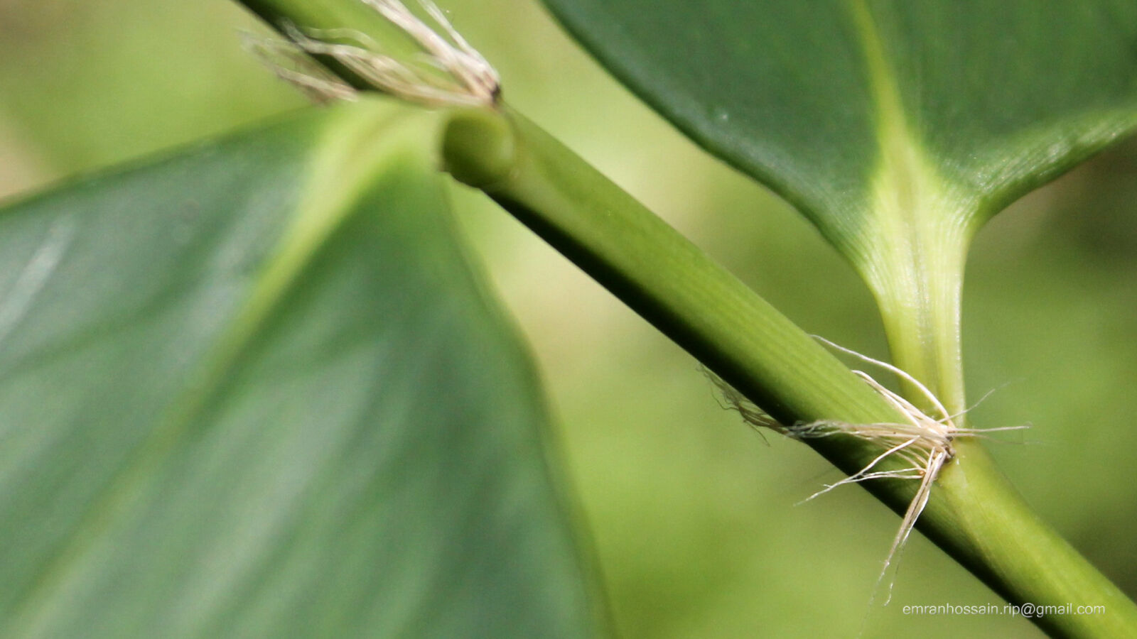 Canon EOS 1100D (EOS Rebel T3 / EOS Kiss X50) sample photo. Nature, nice, wallpaper photography