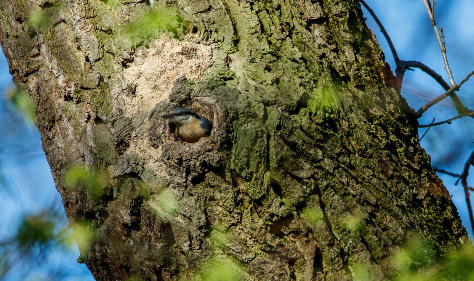 Canon EOS 80D sample photo. Kleiber, bird, nest photography