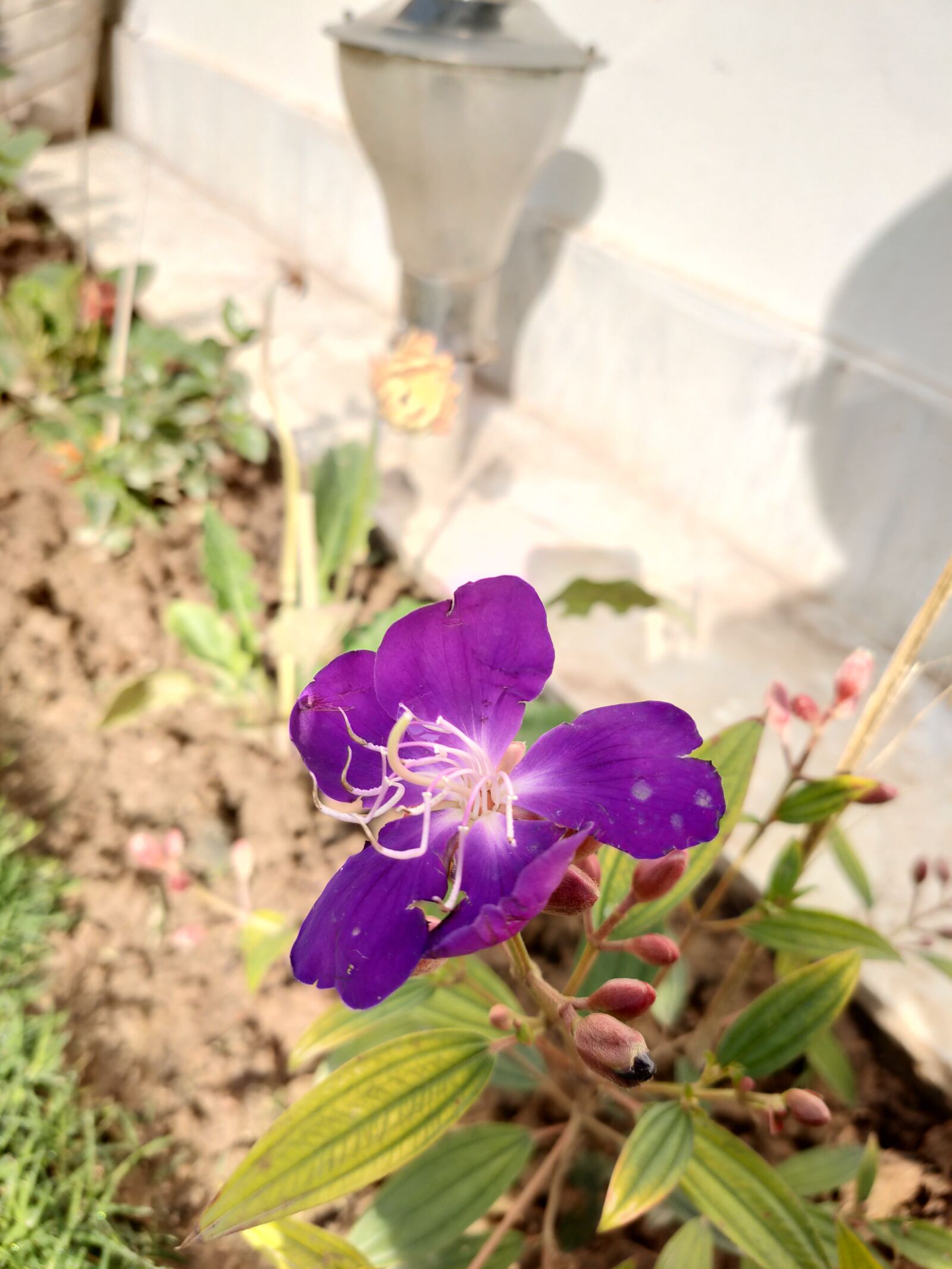 OPPO RENO2 sample photo. Flower, purple flower, bloom photography