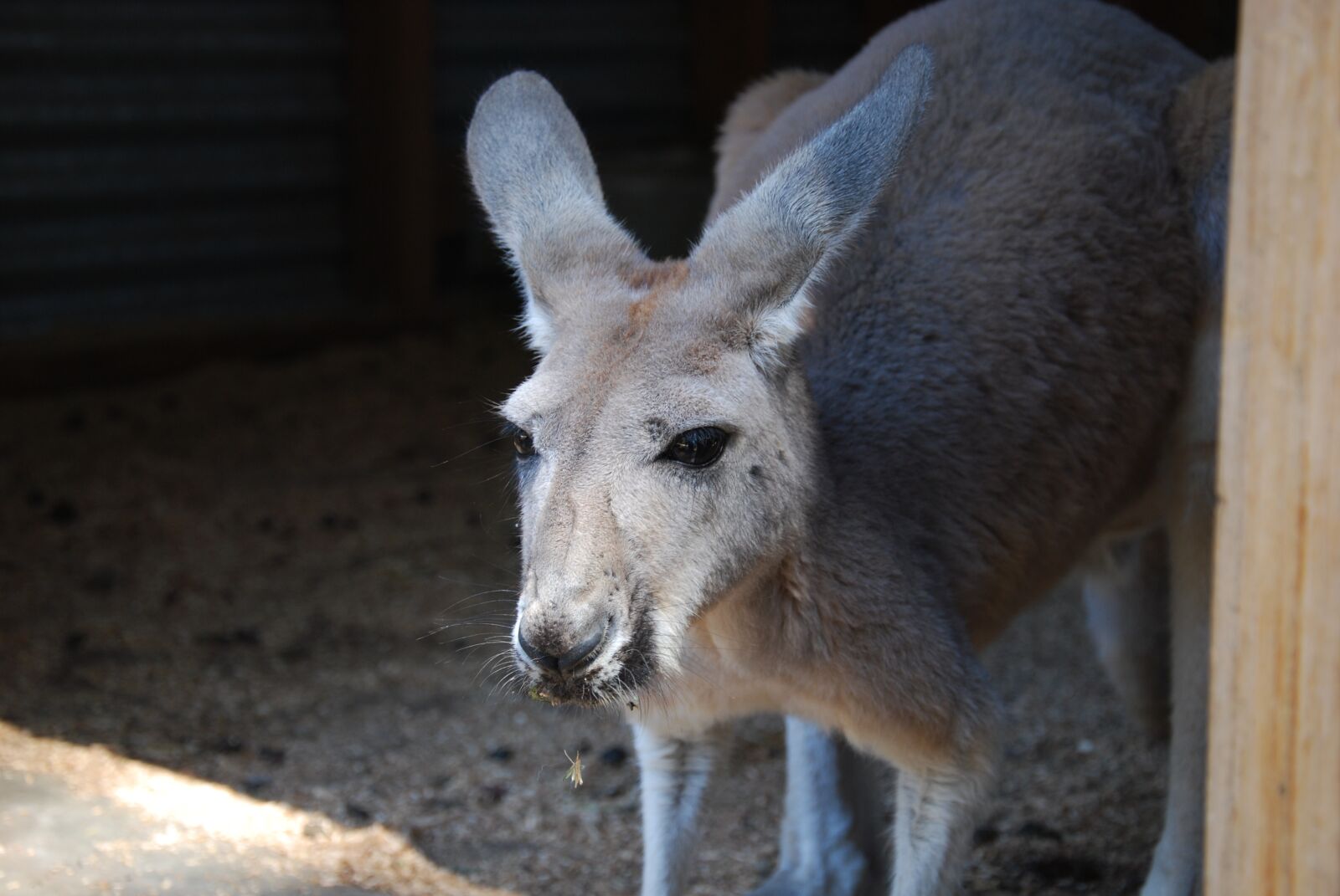 Nikon D60 sample photo. Mammal, animal, nature photography
