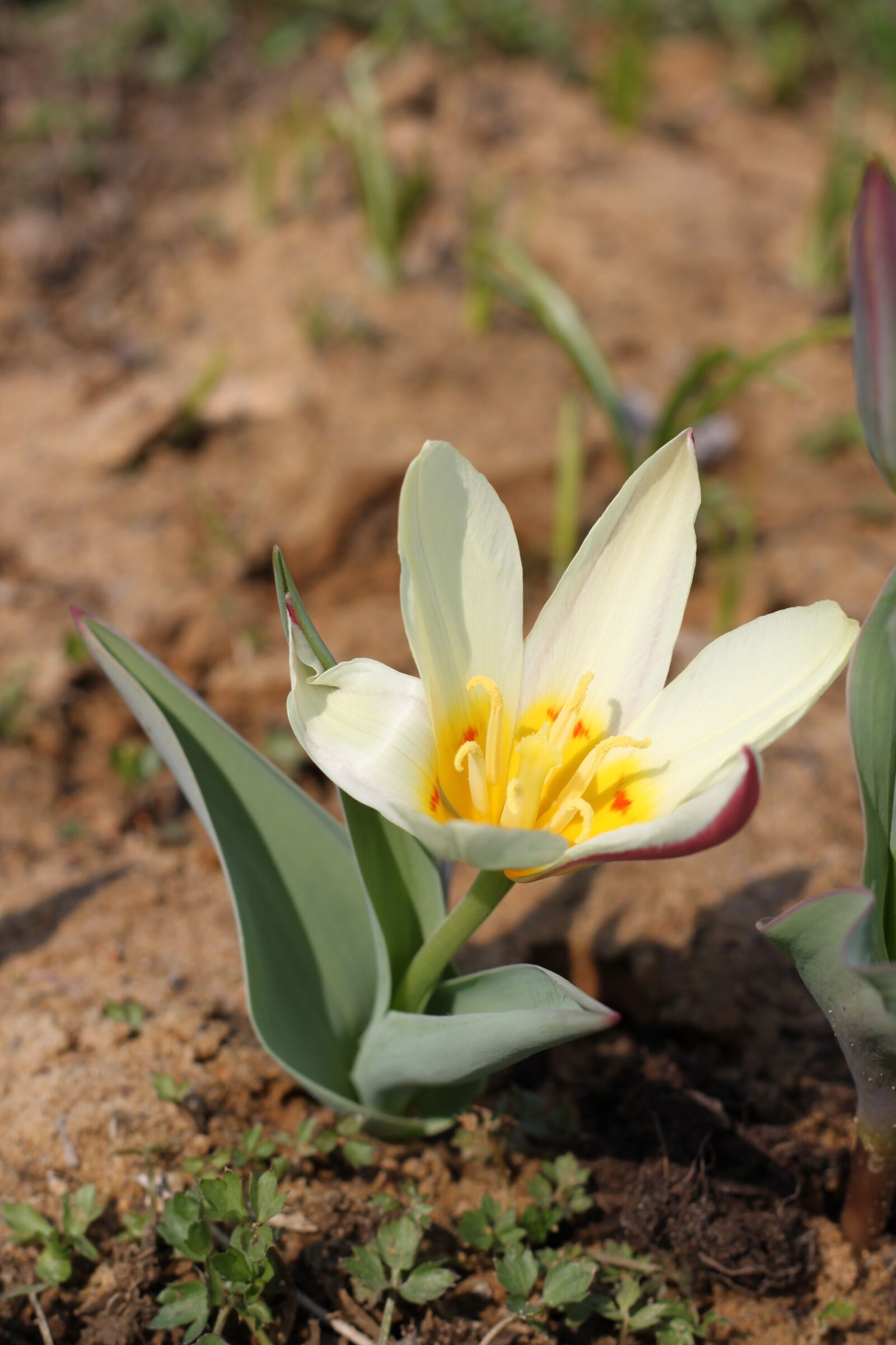 Canon EOS 500D (EOS Rebel T1i / EOS Kiss X3) sample photo. Flower, land, white photography