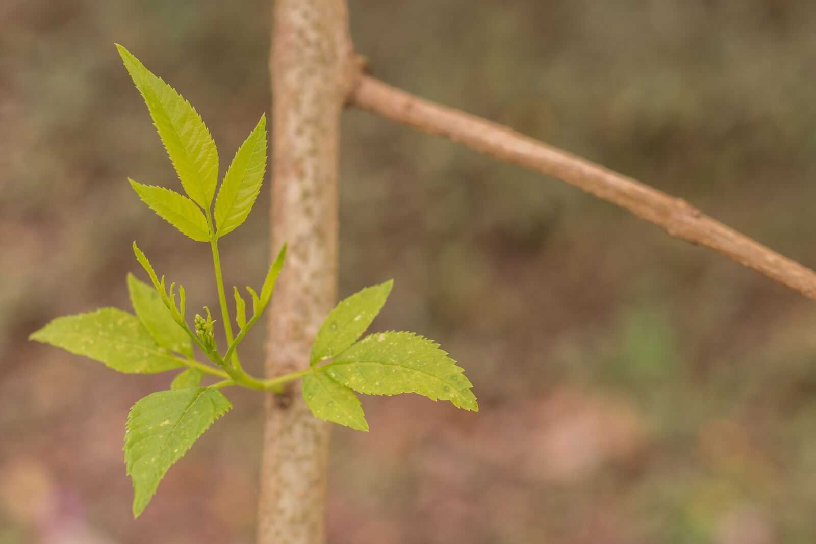 Nikon D7200 sample photo. Leaves, outbreaks, plant photography