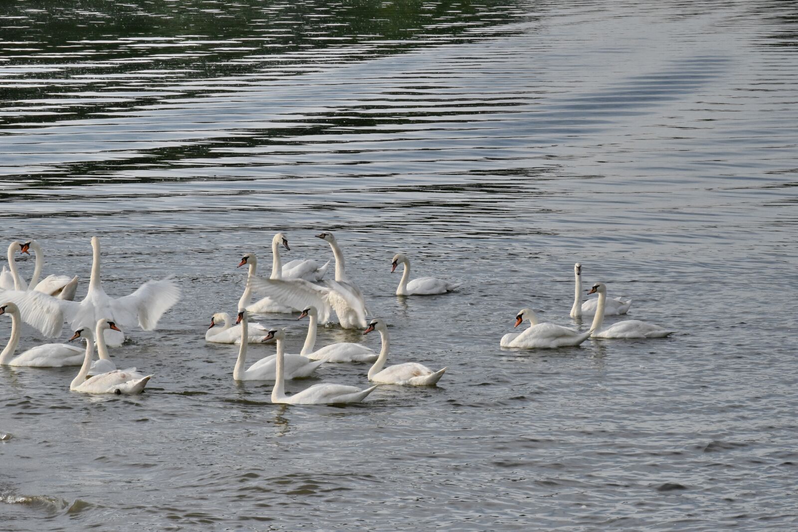 Nikon D5500 sample photo. Flock, swan, bird, aquatic photography