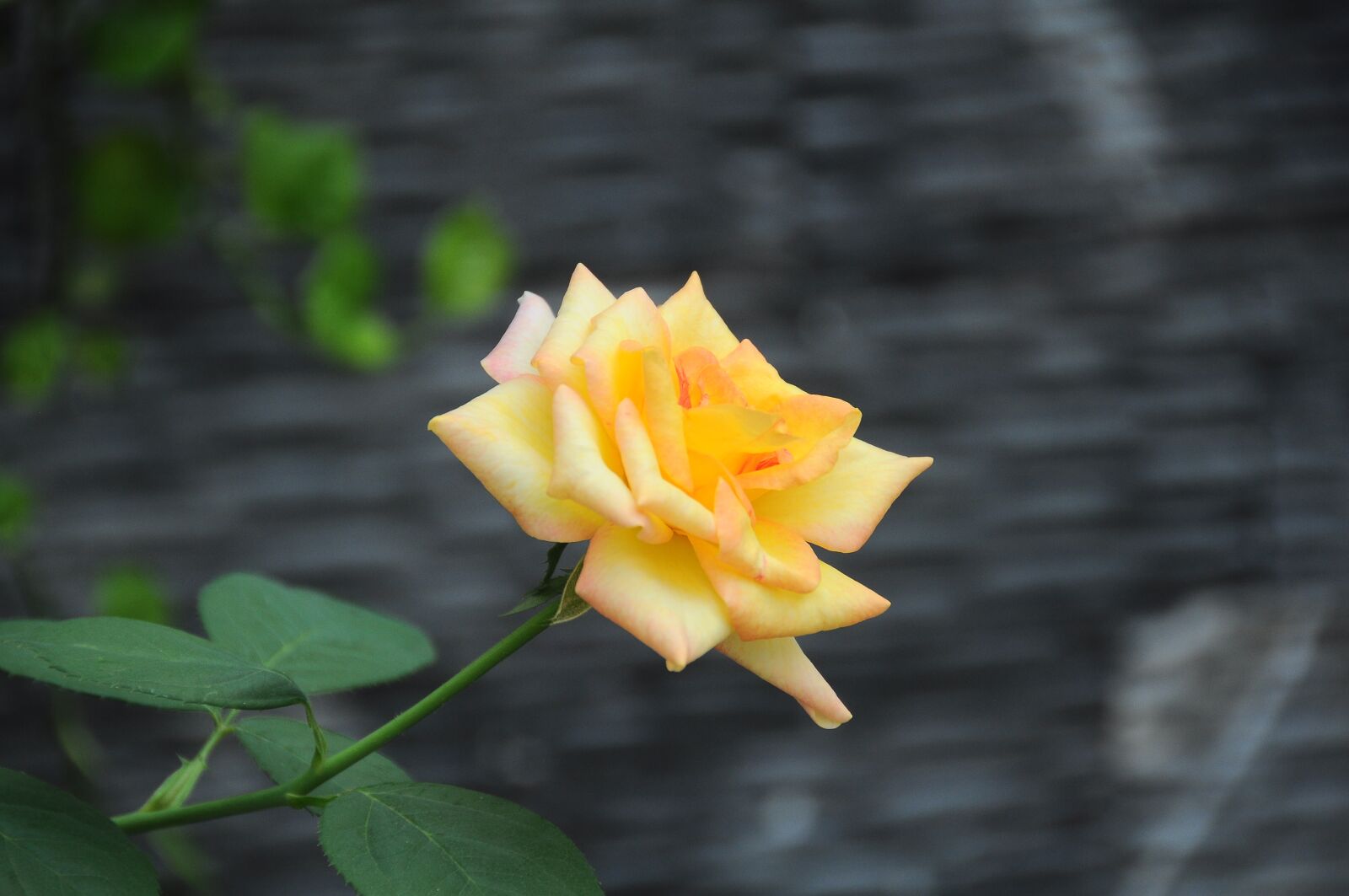 Nikon D90 sample photo. Roses, gold, the garden photography