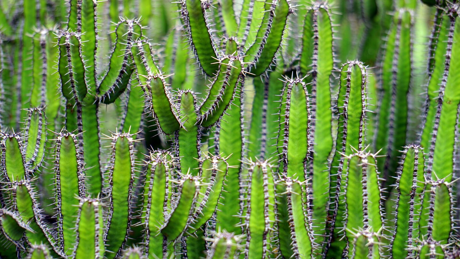Sony E 55-210mm F4.5-6.3 OSS sample photo. Cactus, green, flower photography
