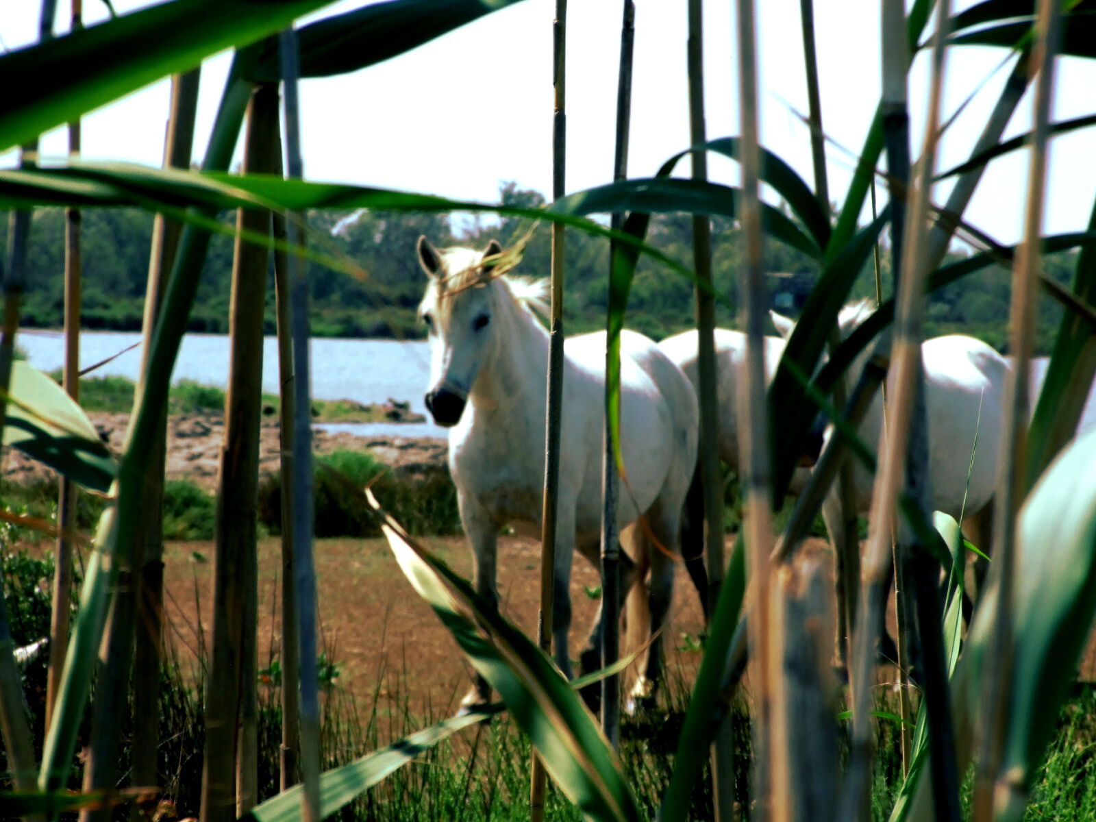 Fujifilm FinePix S6500fd sample photo. Camargue, france, horse, nature photography