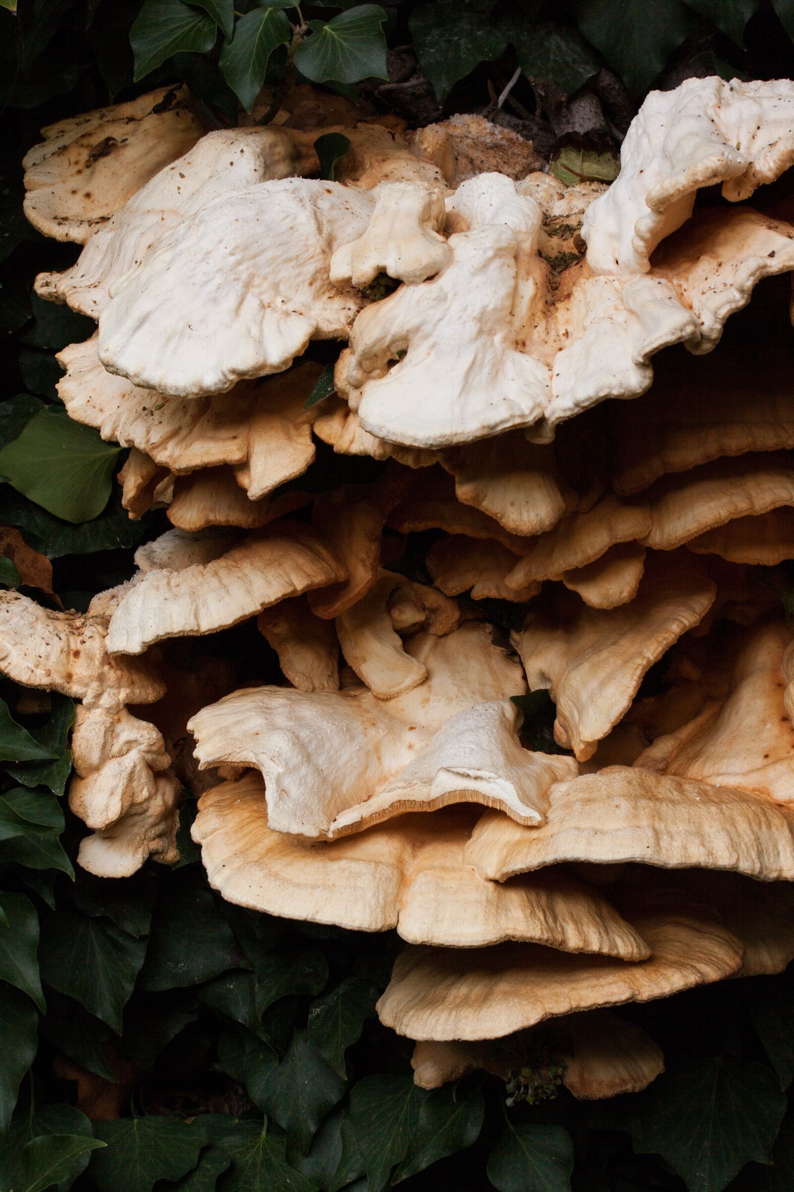 Canon EOS 50D sample photo. Sulphur ovinus, laetiporus sulphureus photography