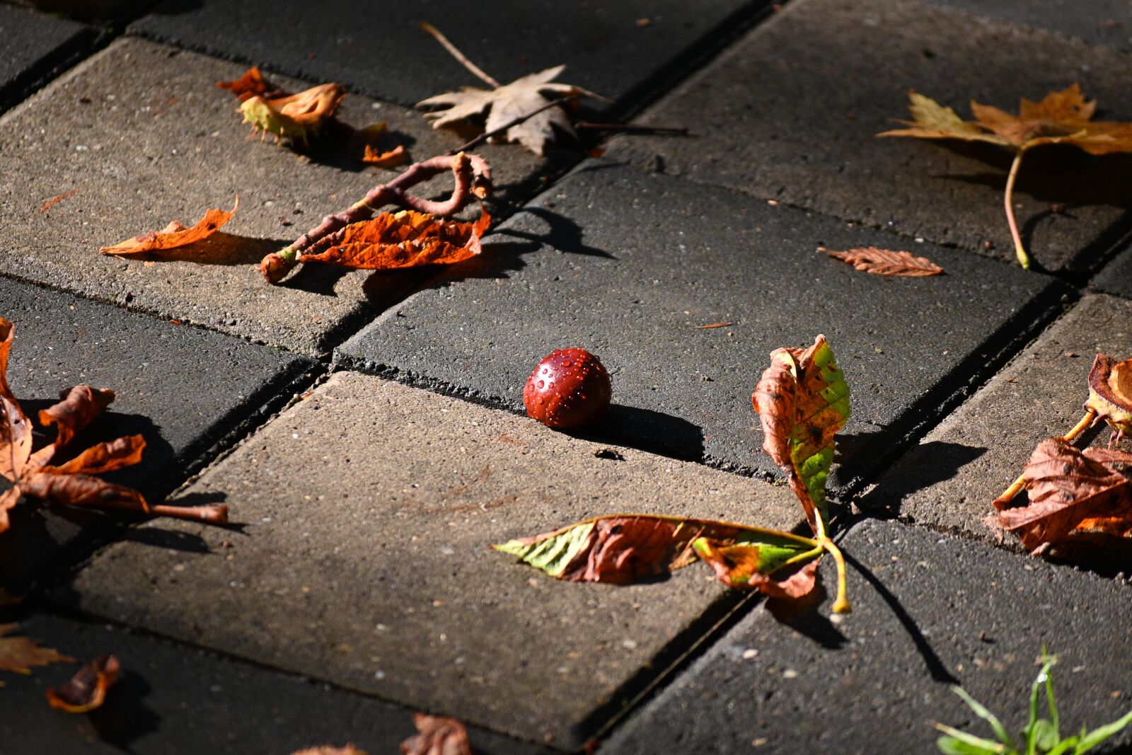 Nikon Z 50 sample photo. Chestnut, nature, autumn photography