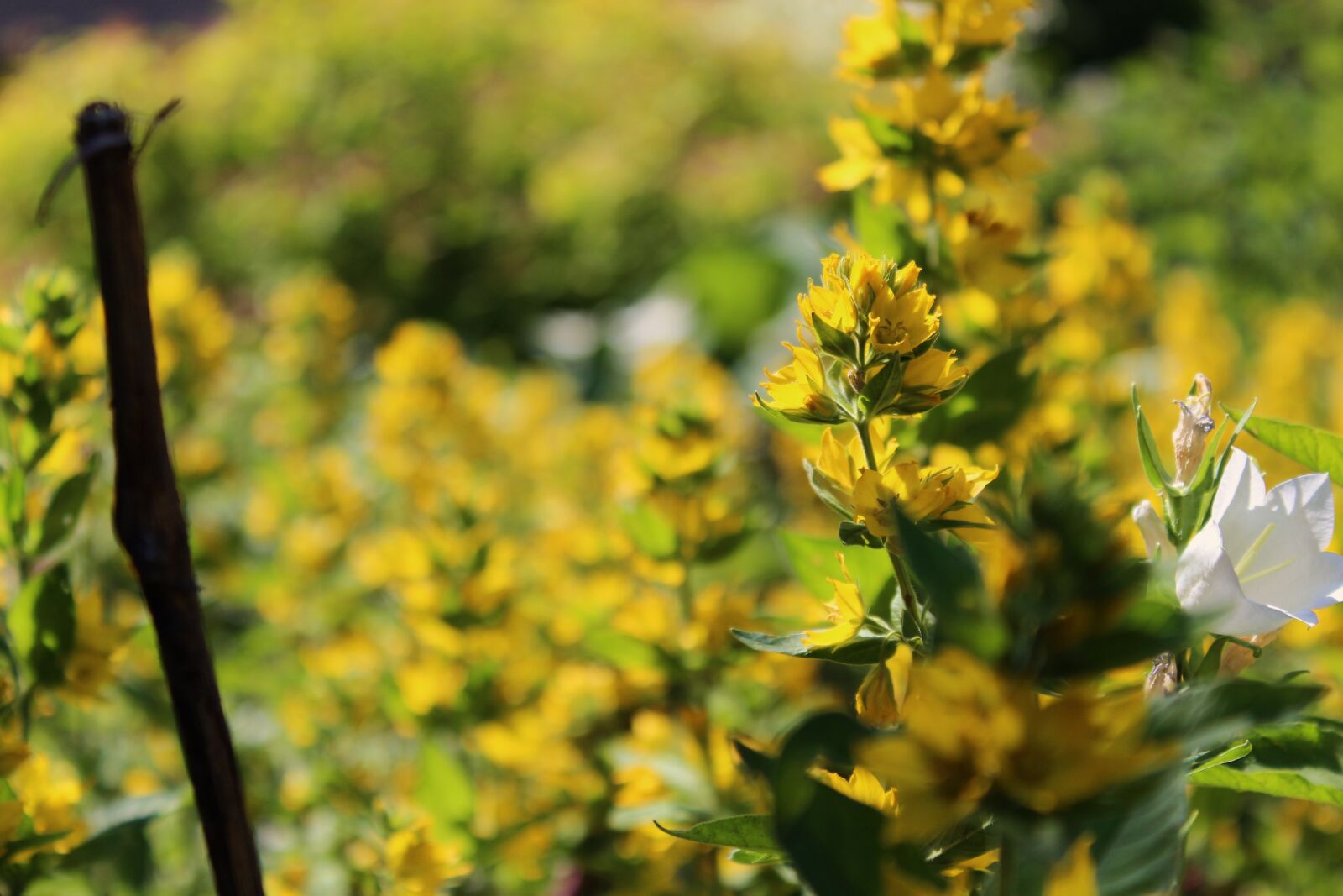 Canon EOS 1300D (EOS Rebel T6 / EOS Kiss X80) sample photo. Yellow flower, flower, wildflowers photography