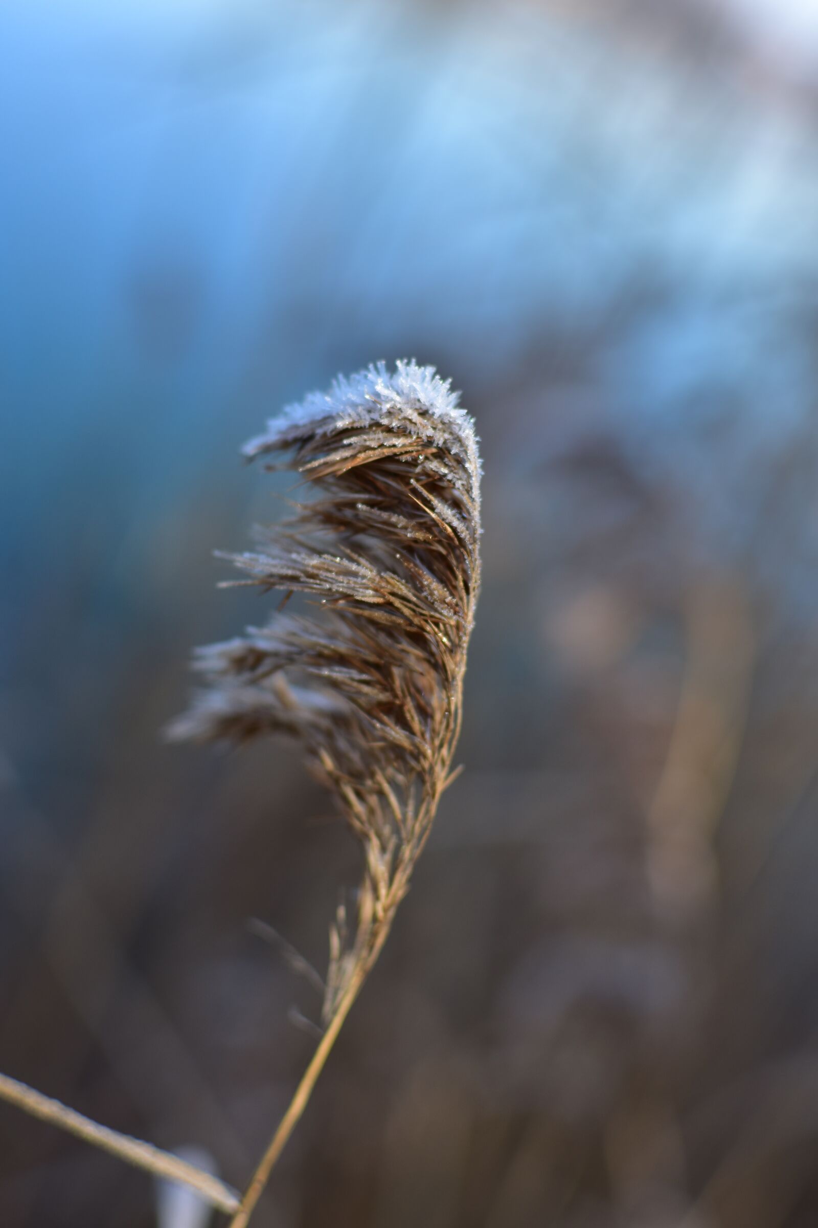 Nikon D3400 sample photo. Frost, winter, snow photography