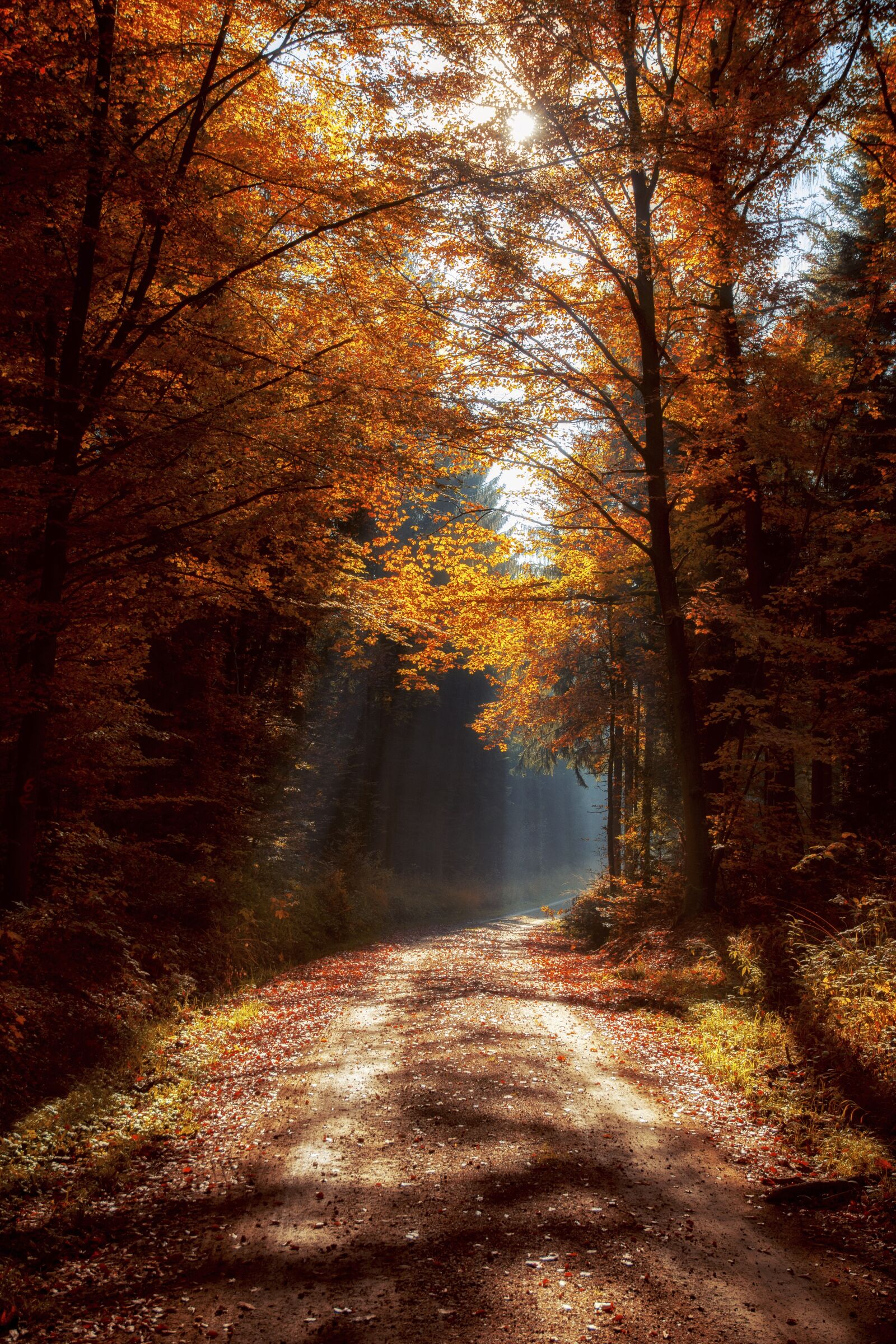 Nikon D7100 sample photo. Forest, mood, light beam photography