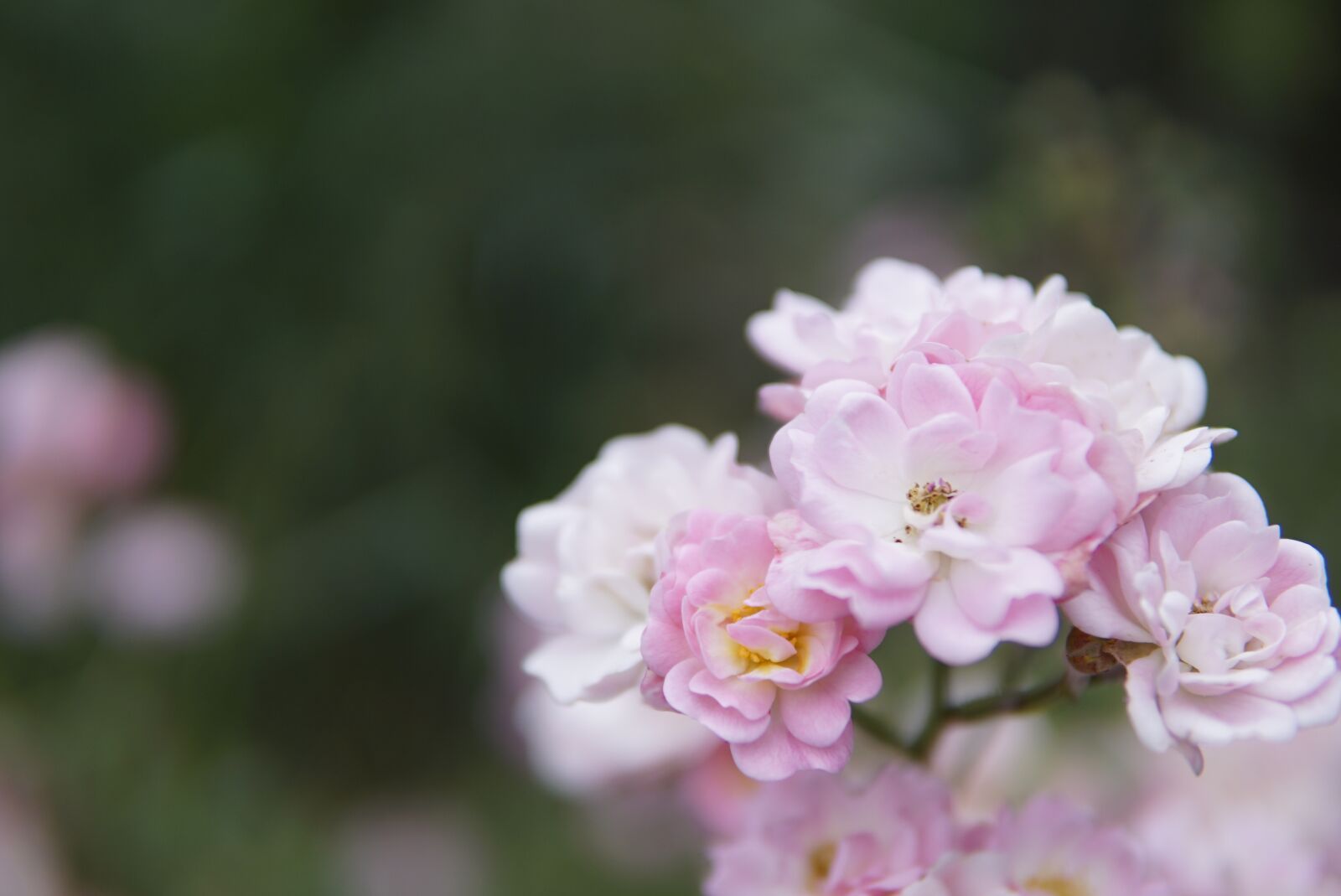 30mm F1.4 DC DN | Contemporary 016 sample photo. Roses, pink, green photography