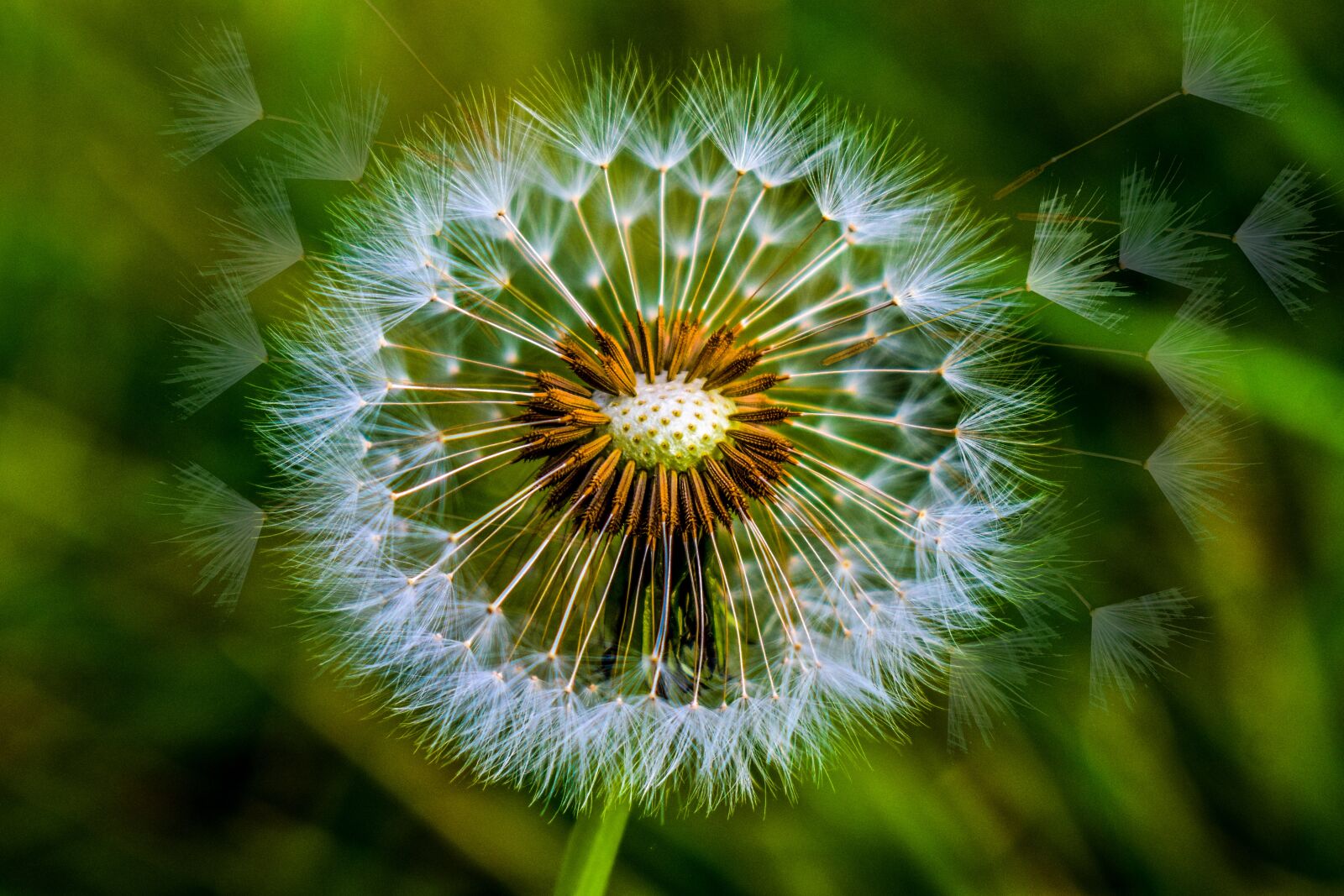 Nikon D3400 sample photo. Dandelion, foreground, spring photography